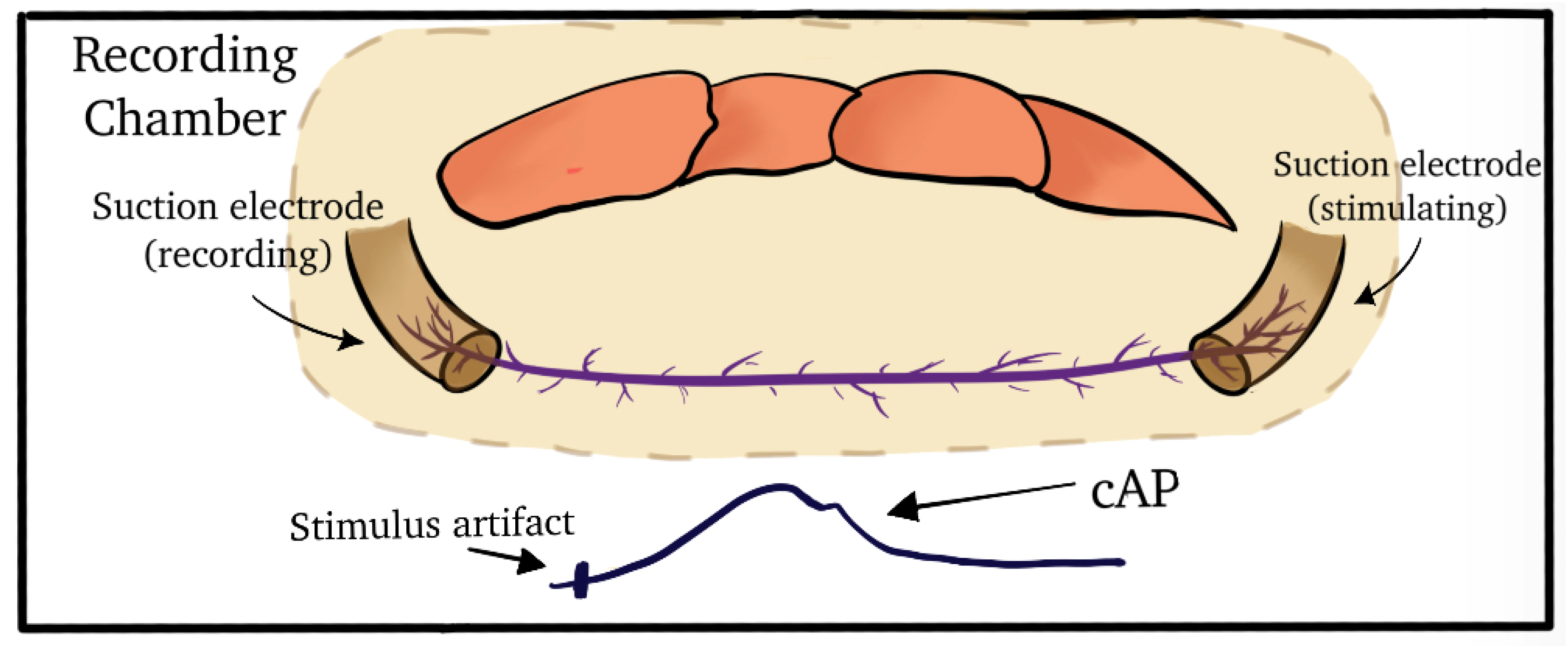 Neurosci 04 00025 g004