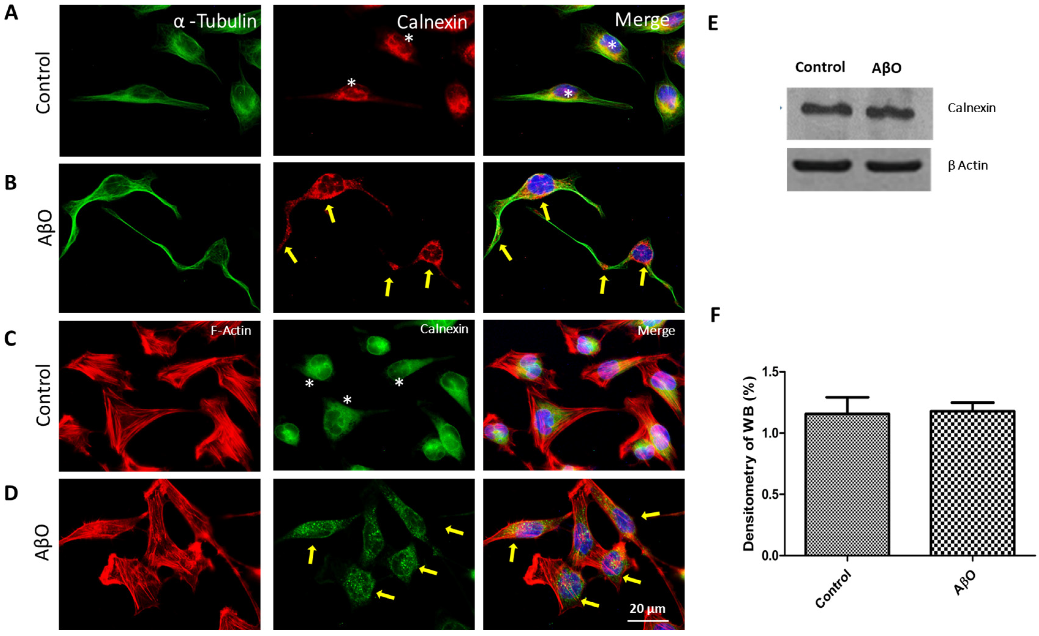 Neurosci 05 00010 g004 Neurosci 05 00010 g004