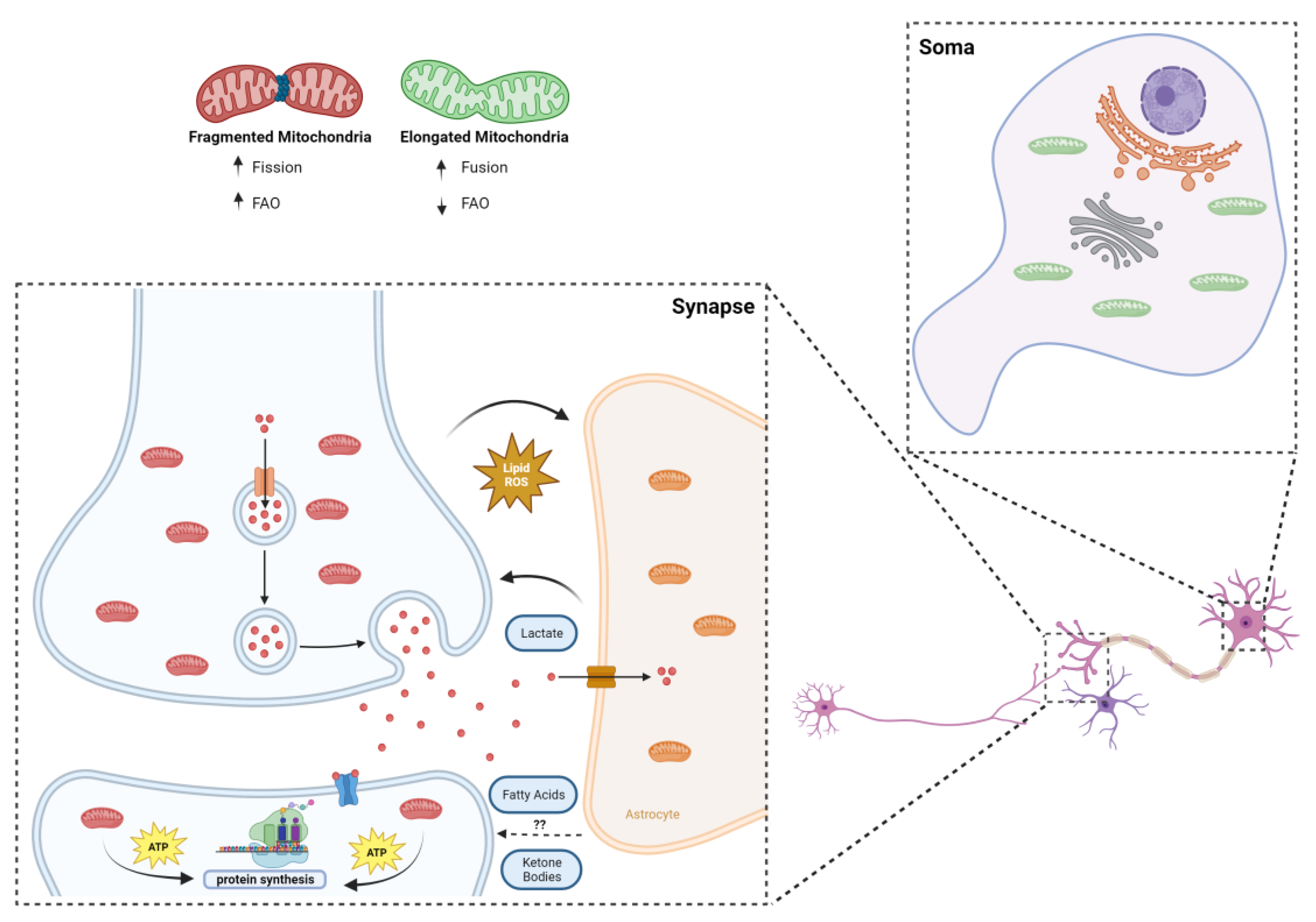 Neurosci 05 00016 g002