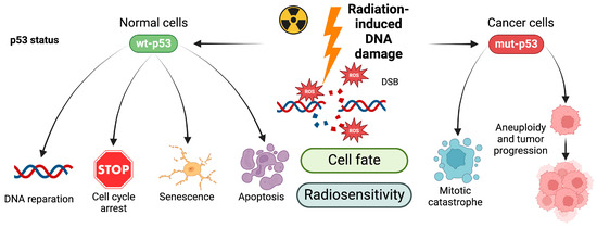 Exploring Neuroprotection against Radiation-Induced Brain
