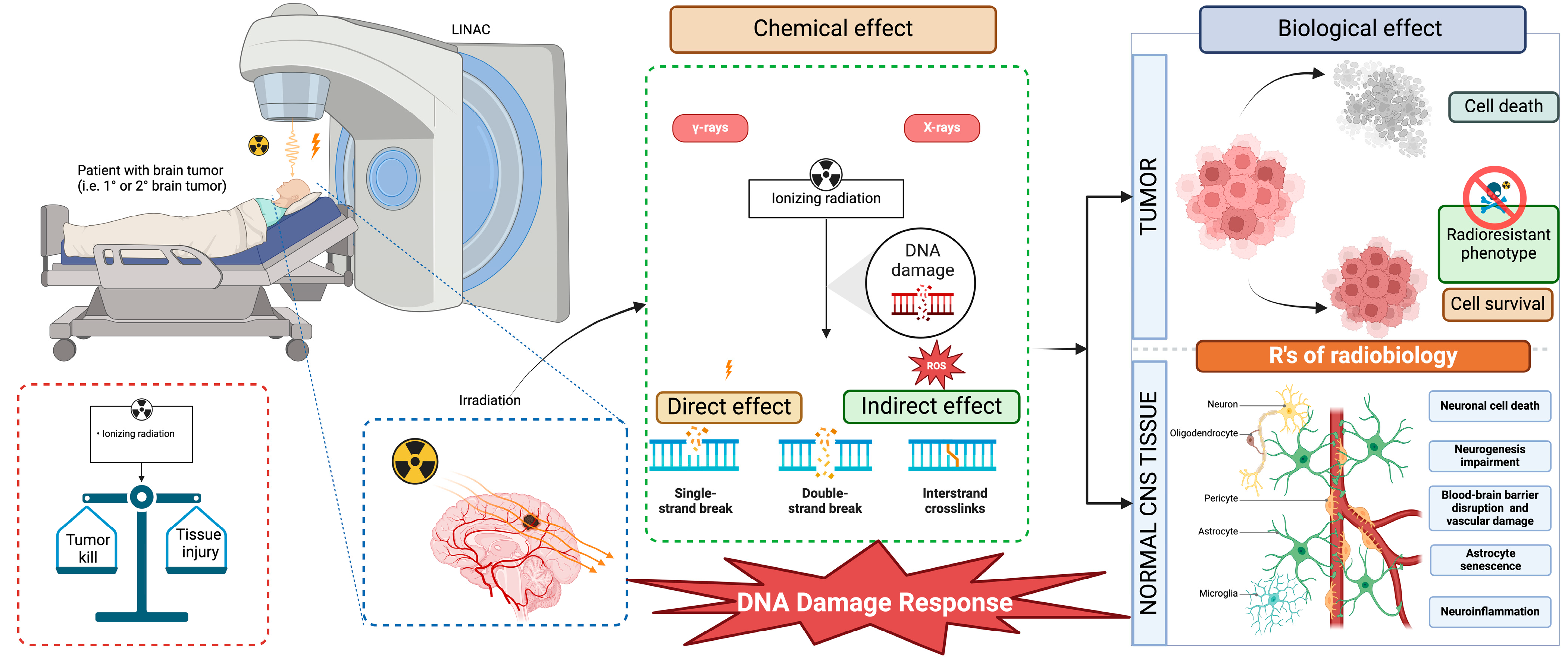 Exploring Neuroprotection against Radiation-Induced Brain