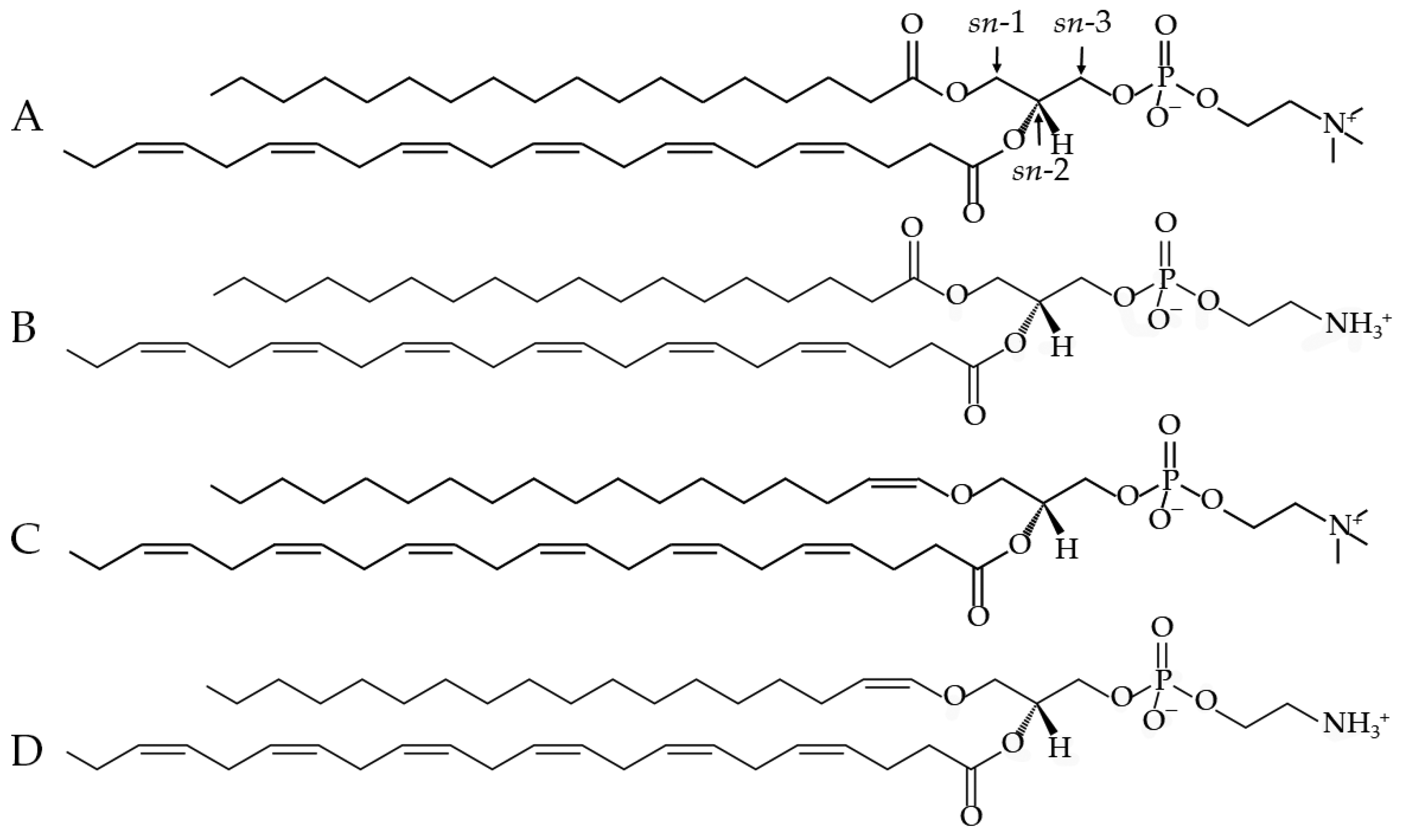 Neurosci 05 00037 g003