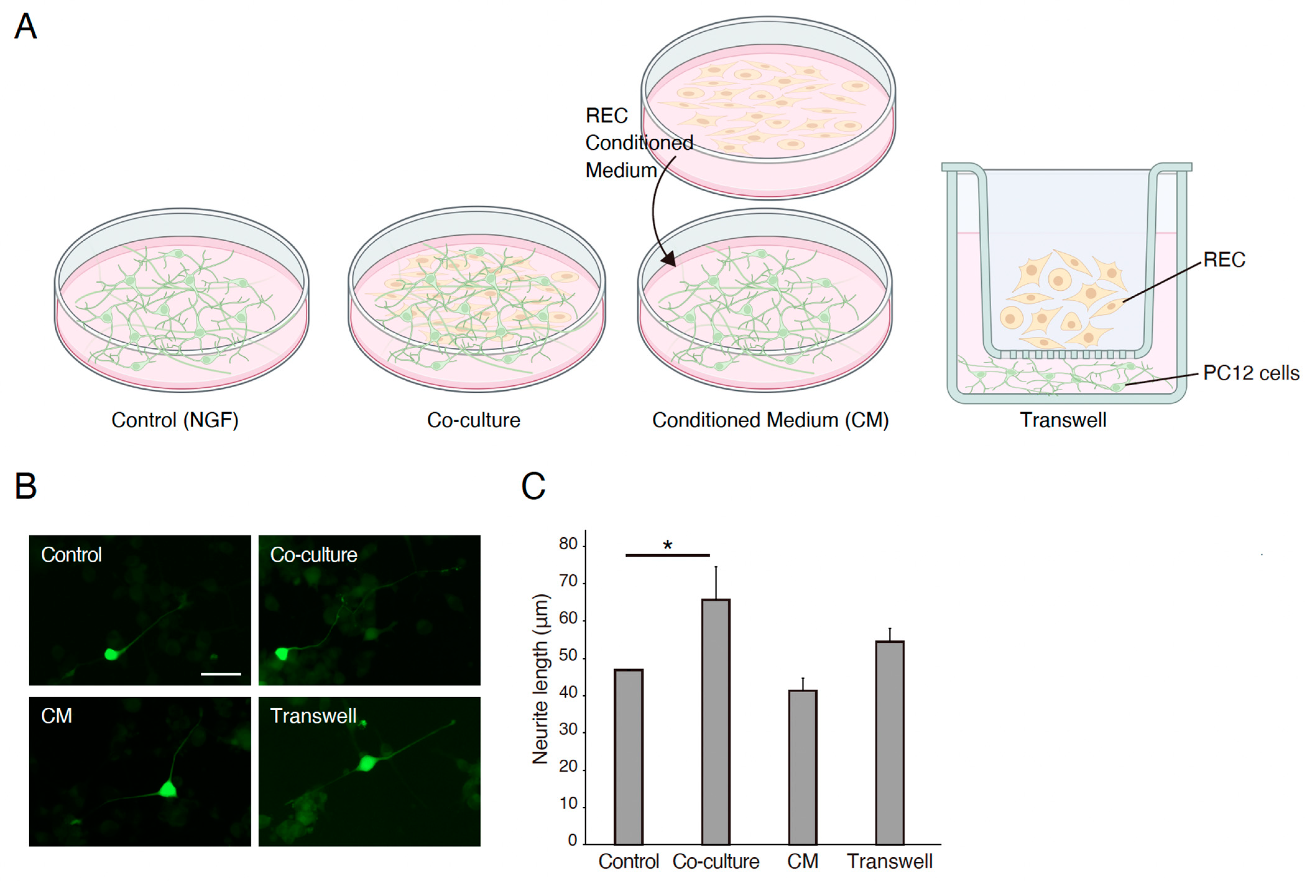 Neurosci 06 00039 g001