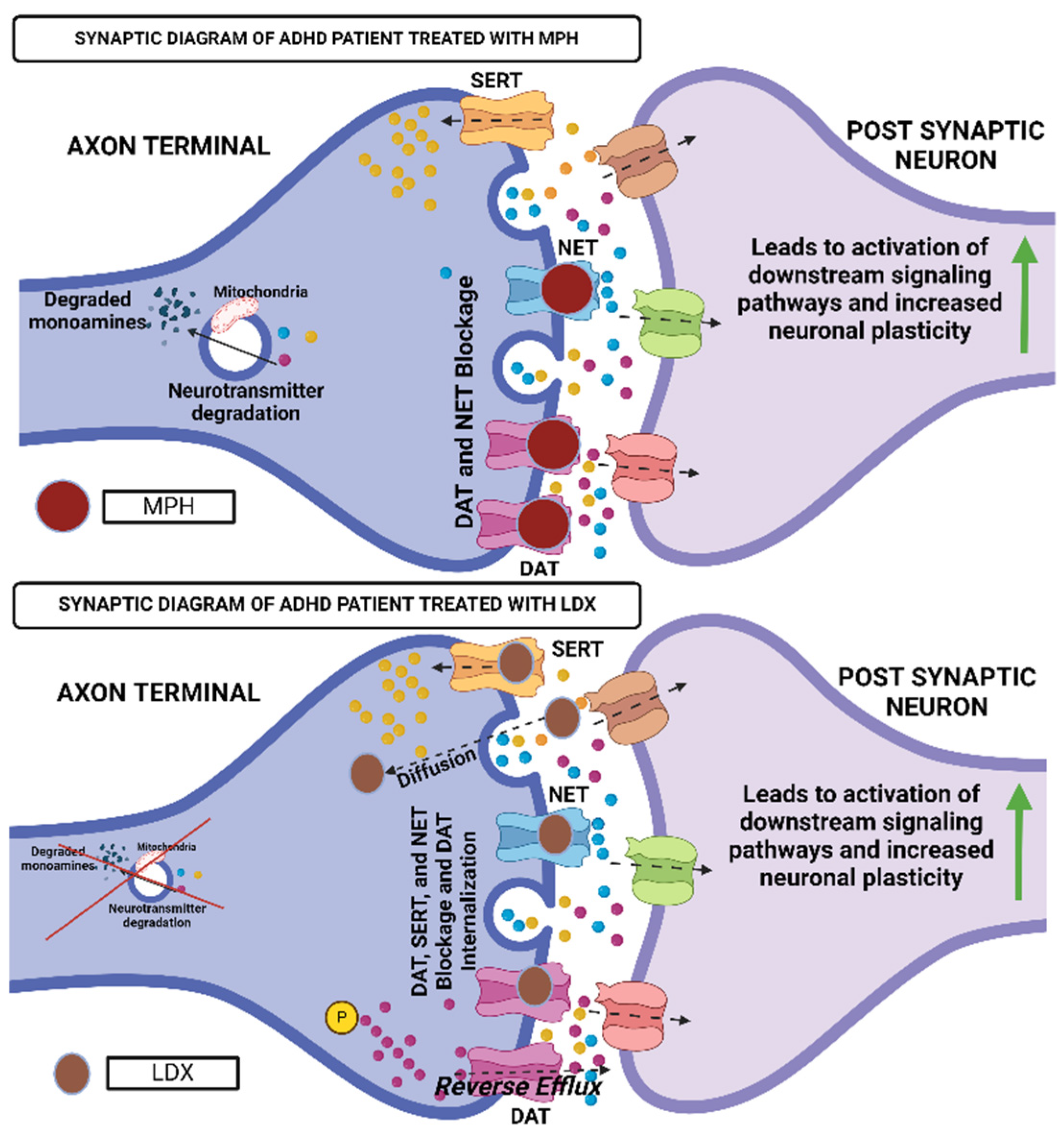 Neurosci 06 00041 g004