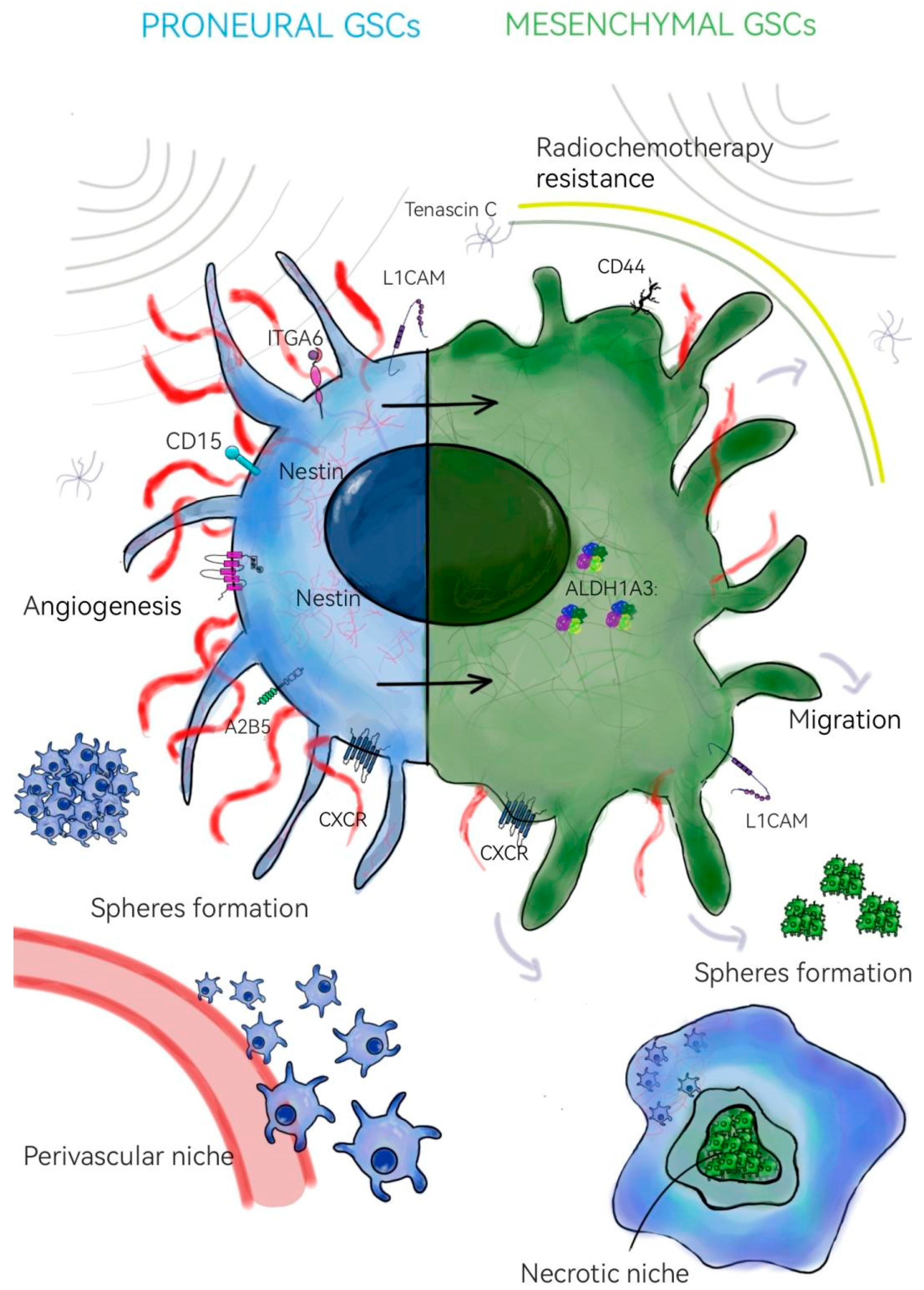 Neurosci 06 00052 g001