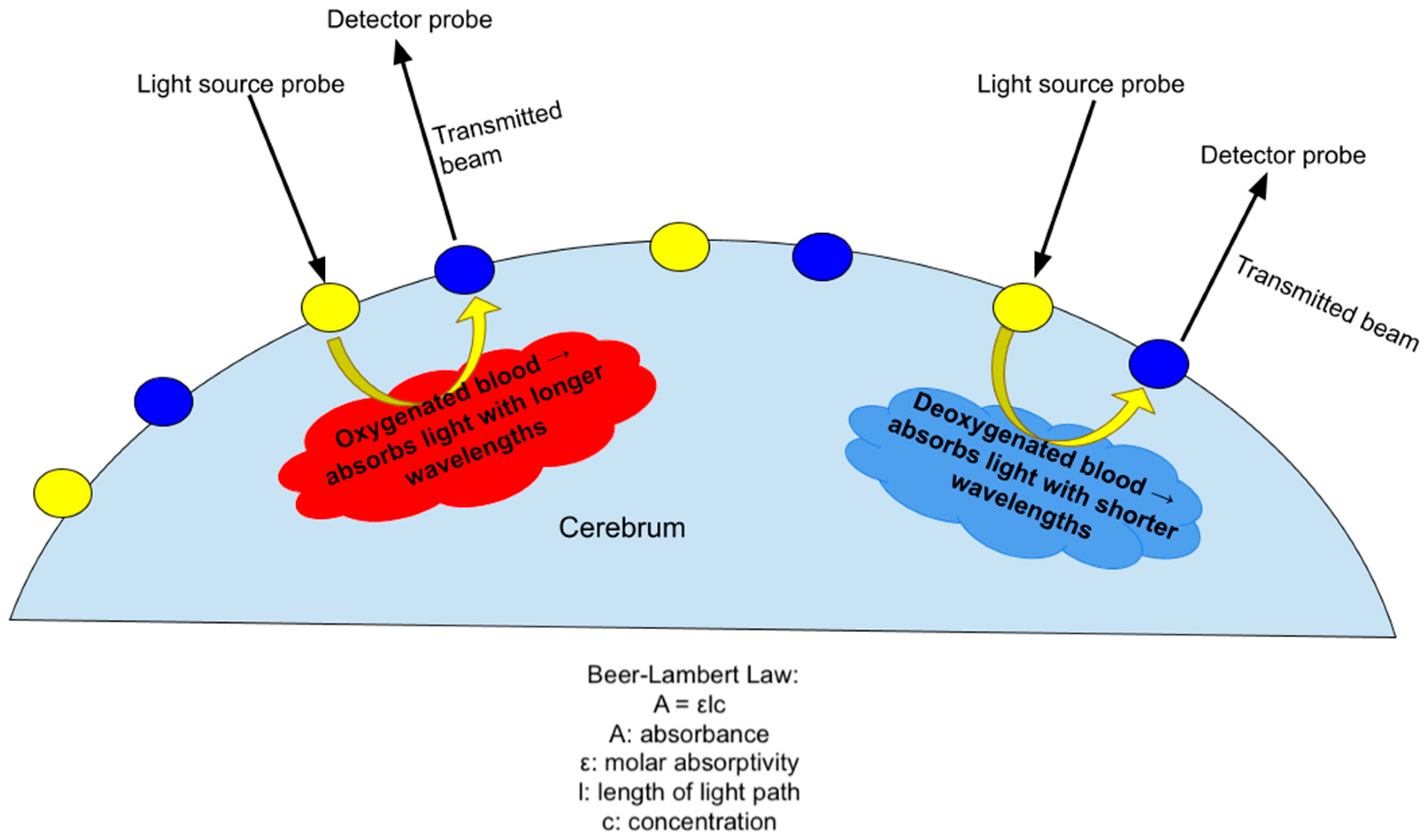 Neurosci 06 00060 g005