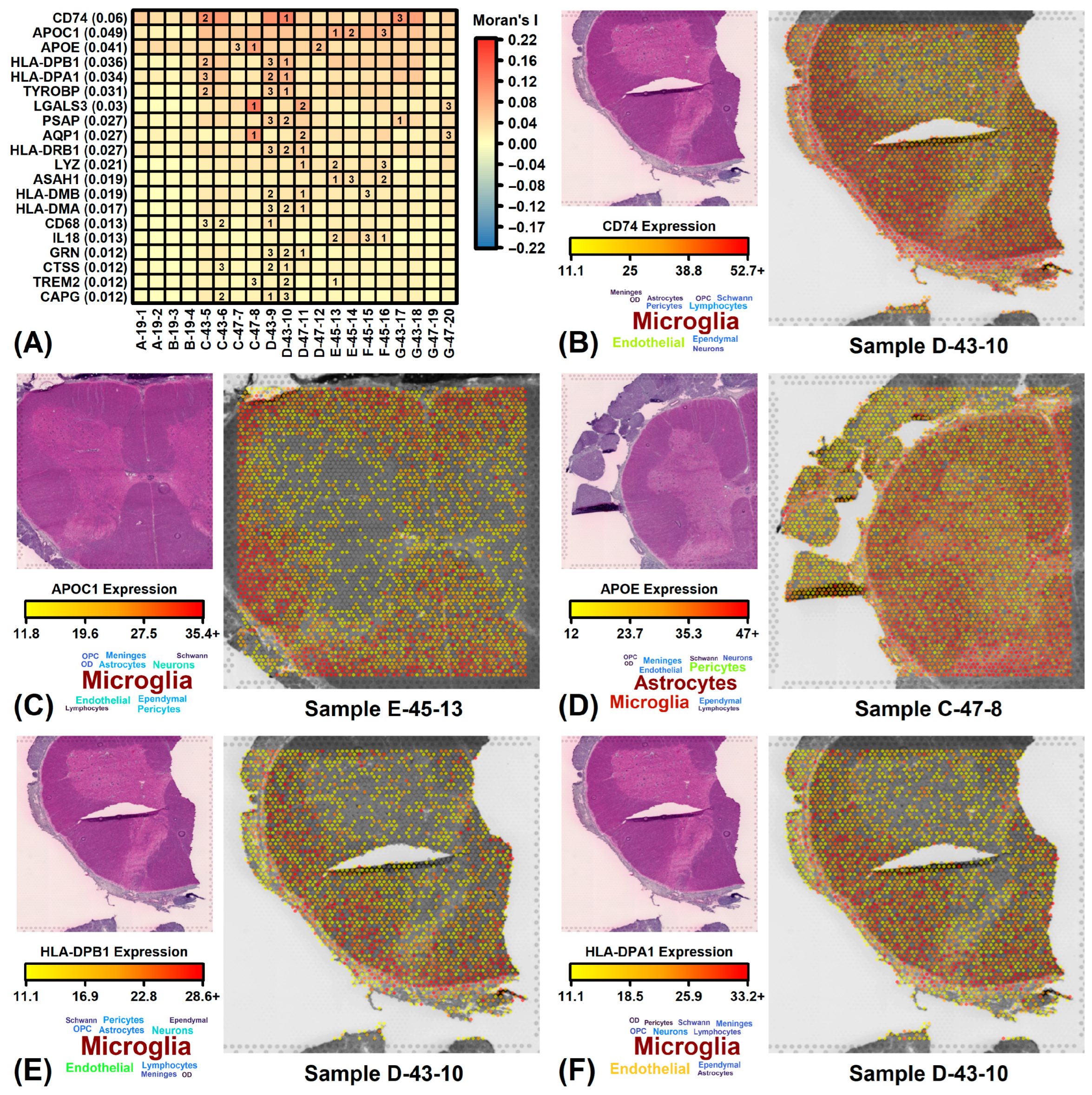 Neurosci 06 00065 g007
