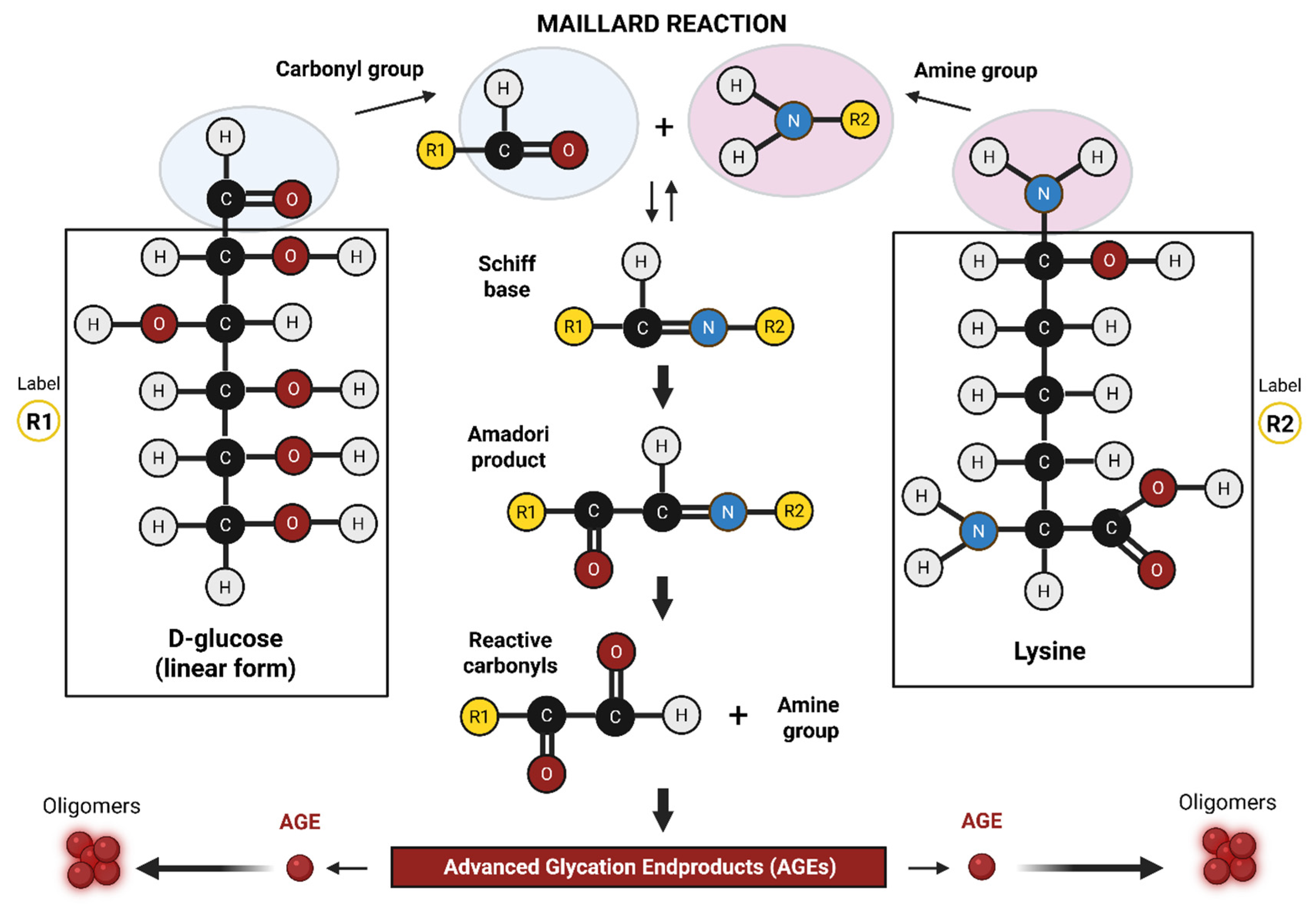 Neurosci 06 00089 g001 Neurosci 06 00089 g001