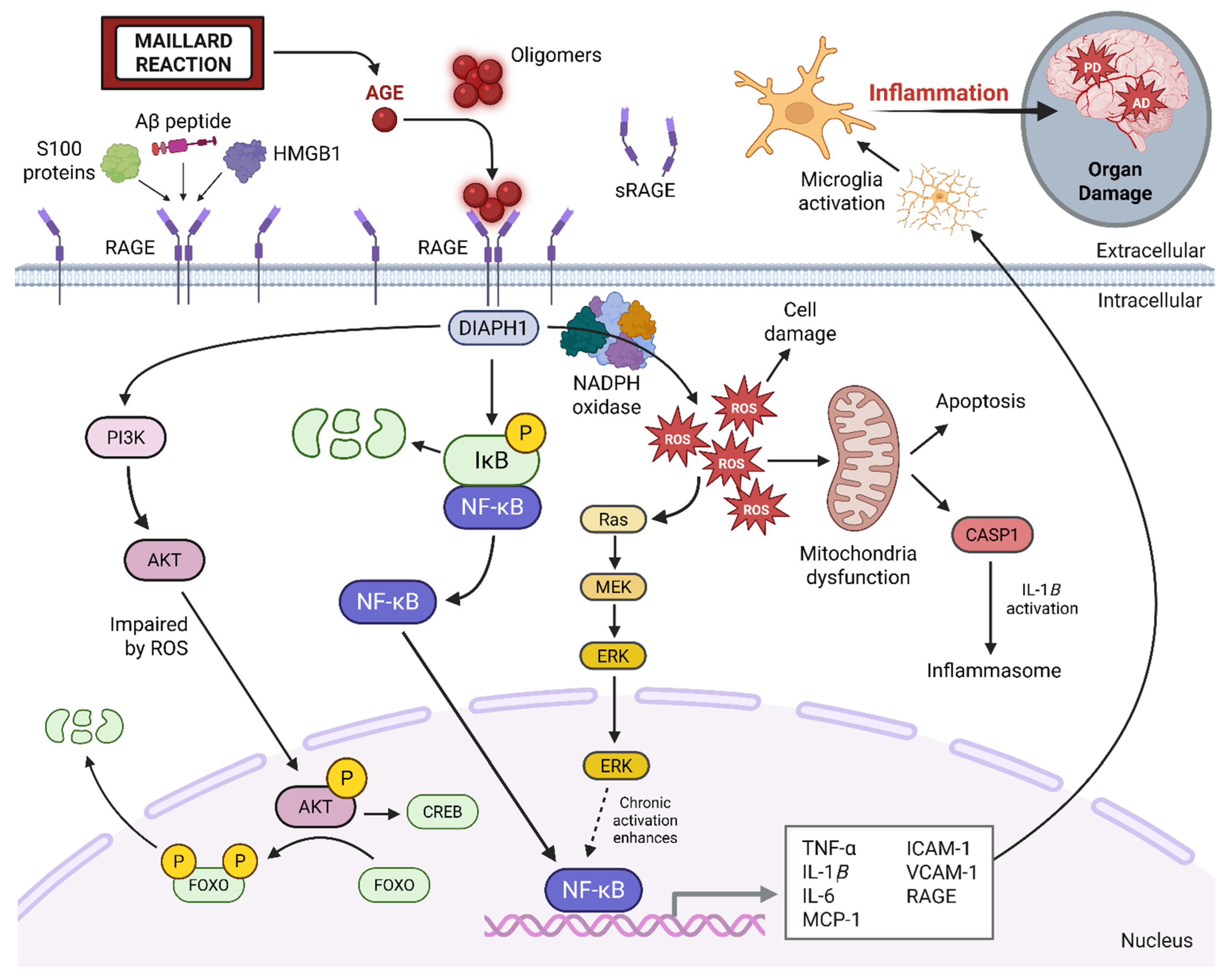 Neurosci 06 00089 g002 Neurosci 06 00089 g002
