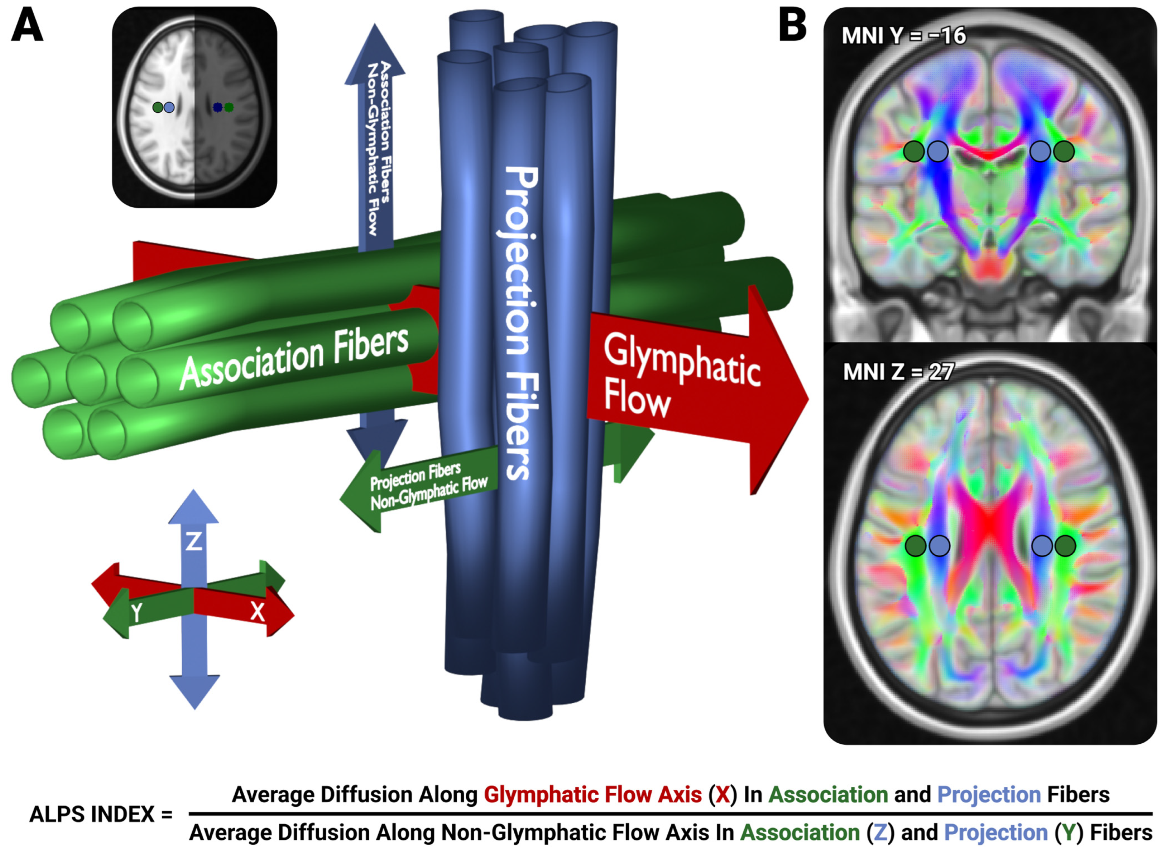 Neurosci 06 00101 g001