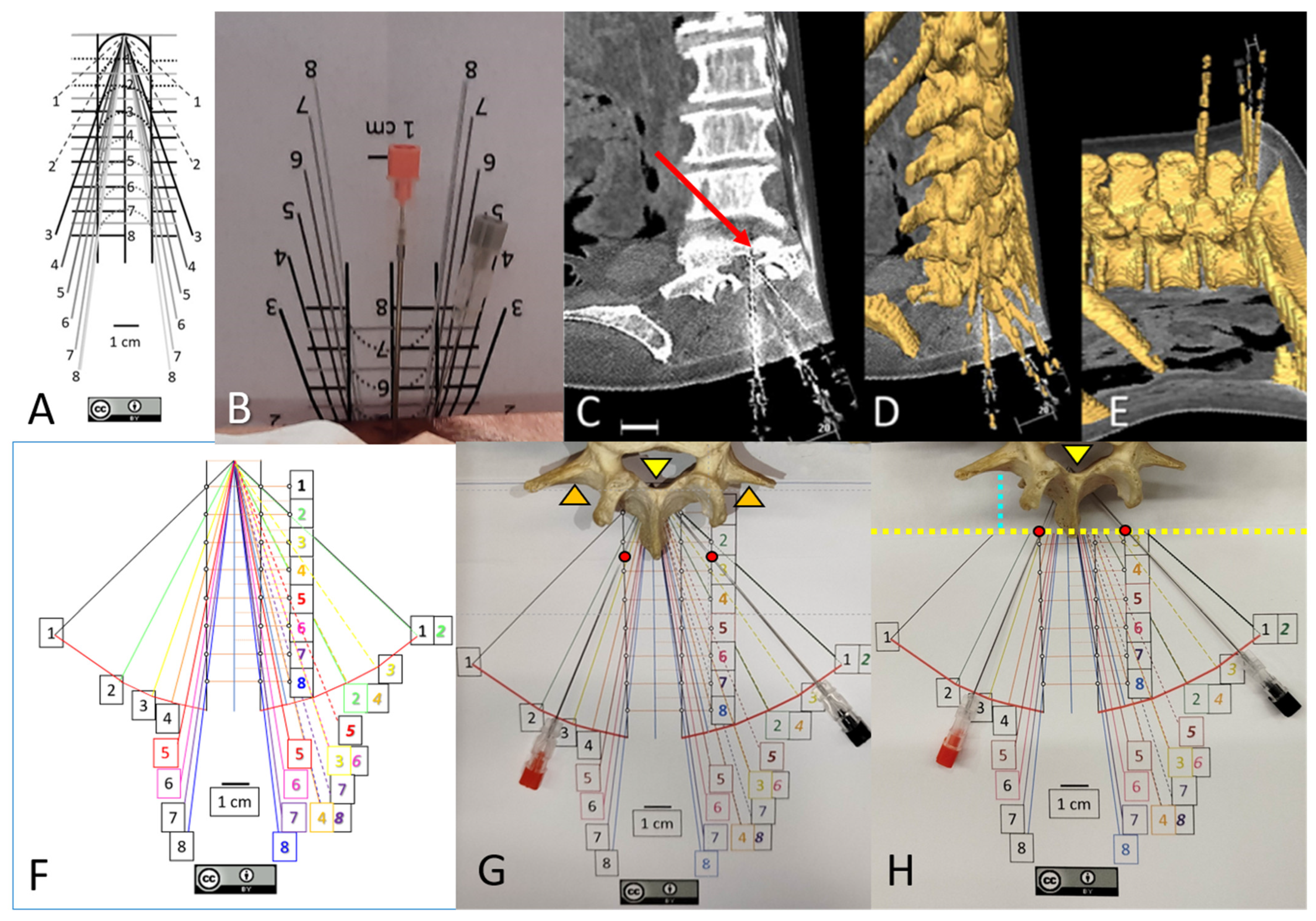 Neurosci 06 00119 g001 Neurosci 06 00119 g001