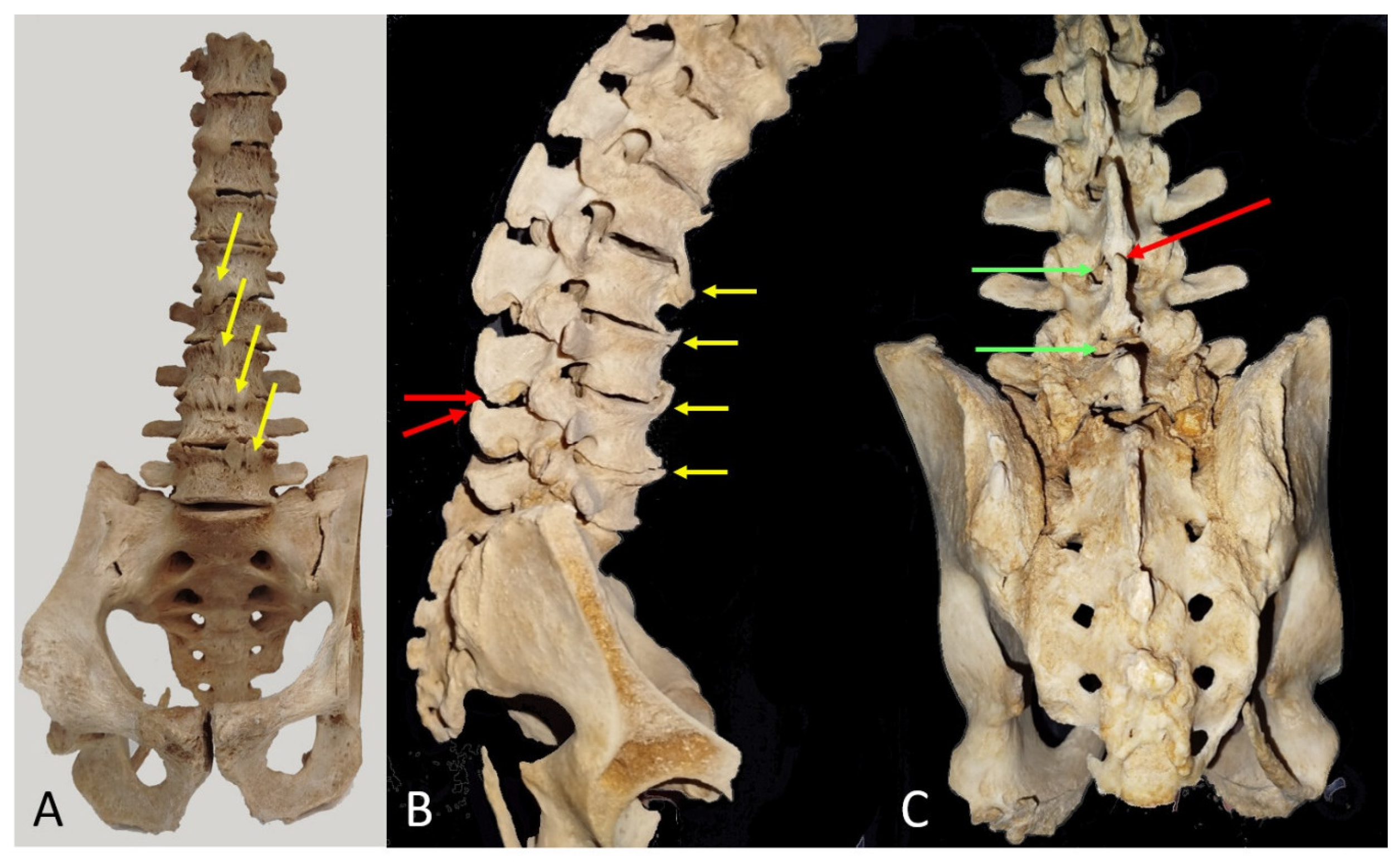 Neurosci 06 00119 g005 Neurosci 06 00119 g005
