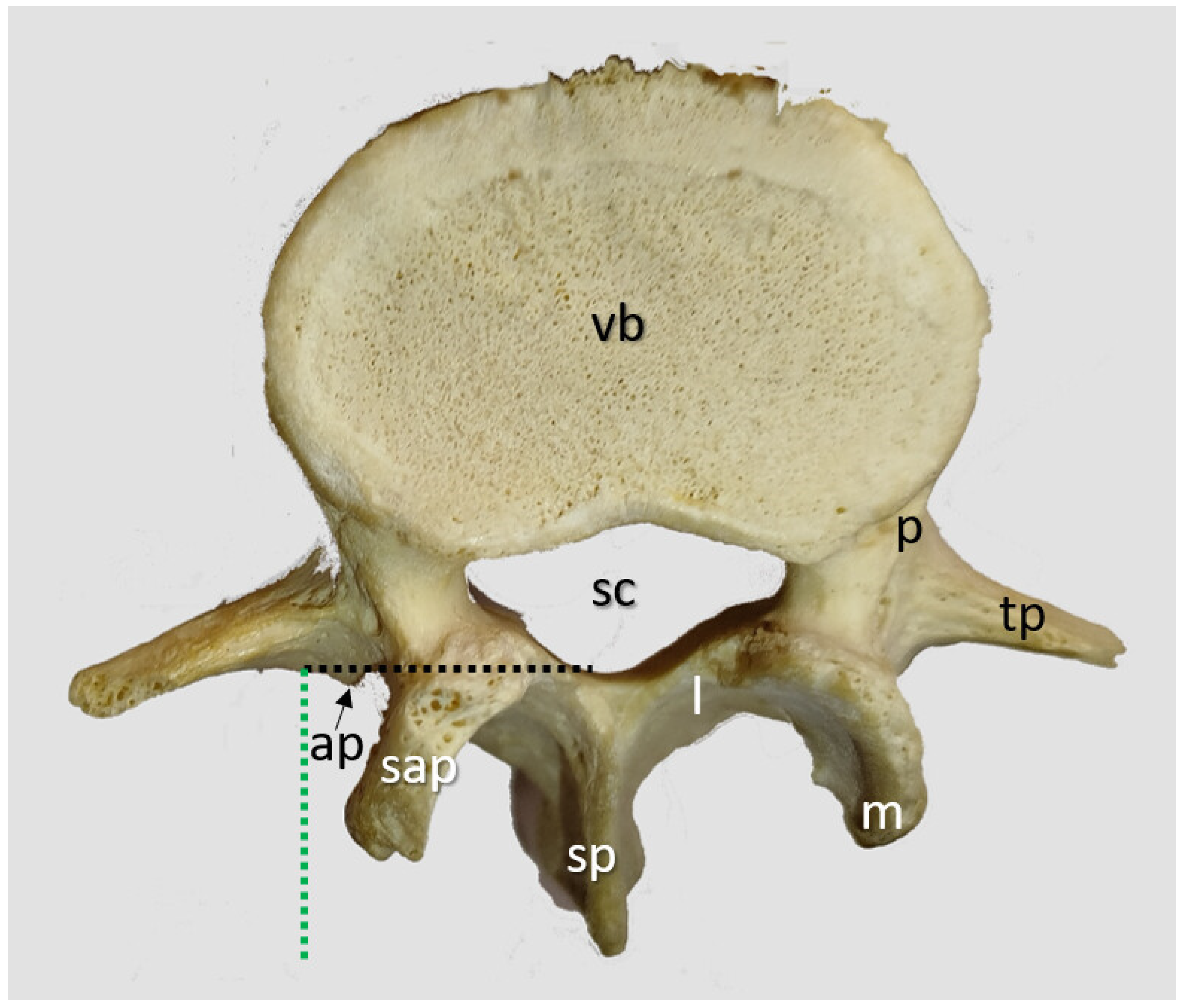 Neurosci 06 00119 g006 Neurosci 06 00119 g006