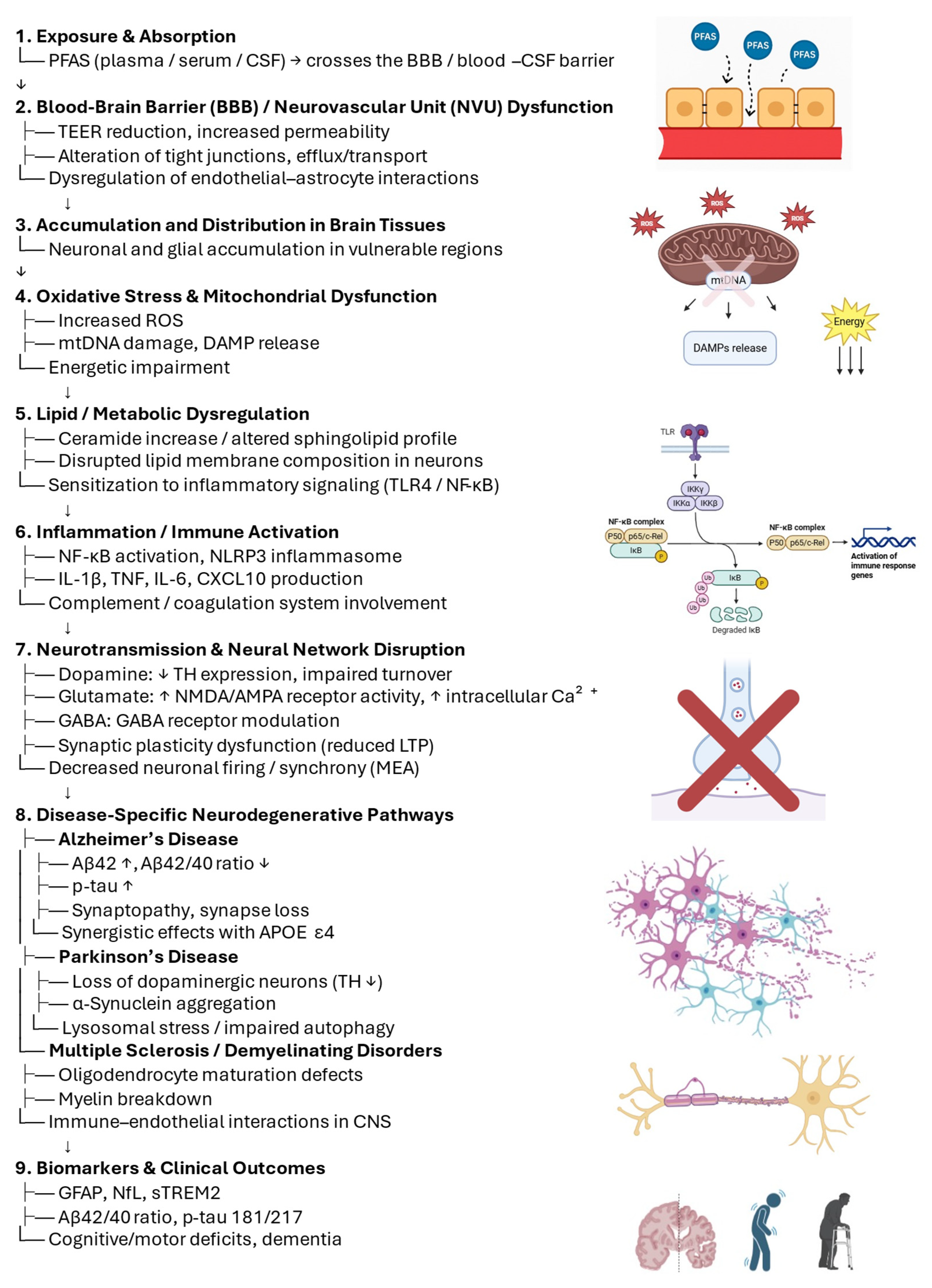 Neurosci 06 00125 g002 Neurosci 06 00125 g002
