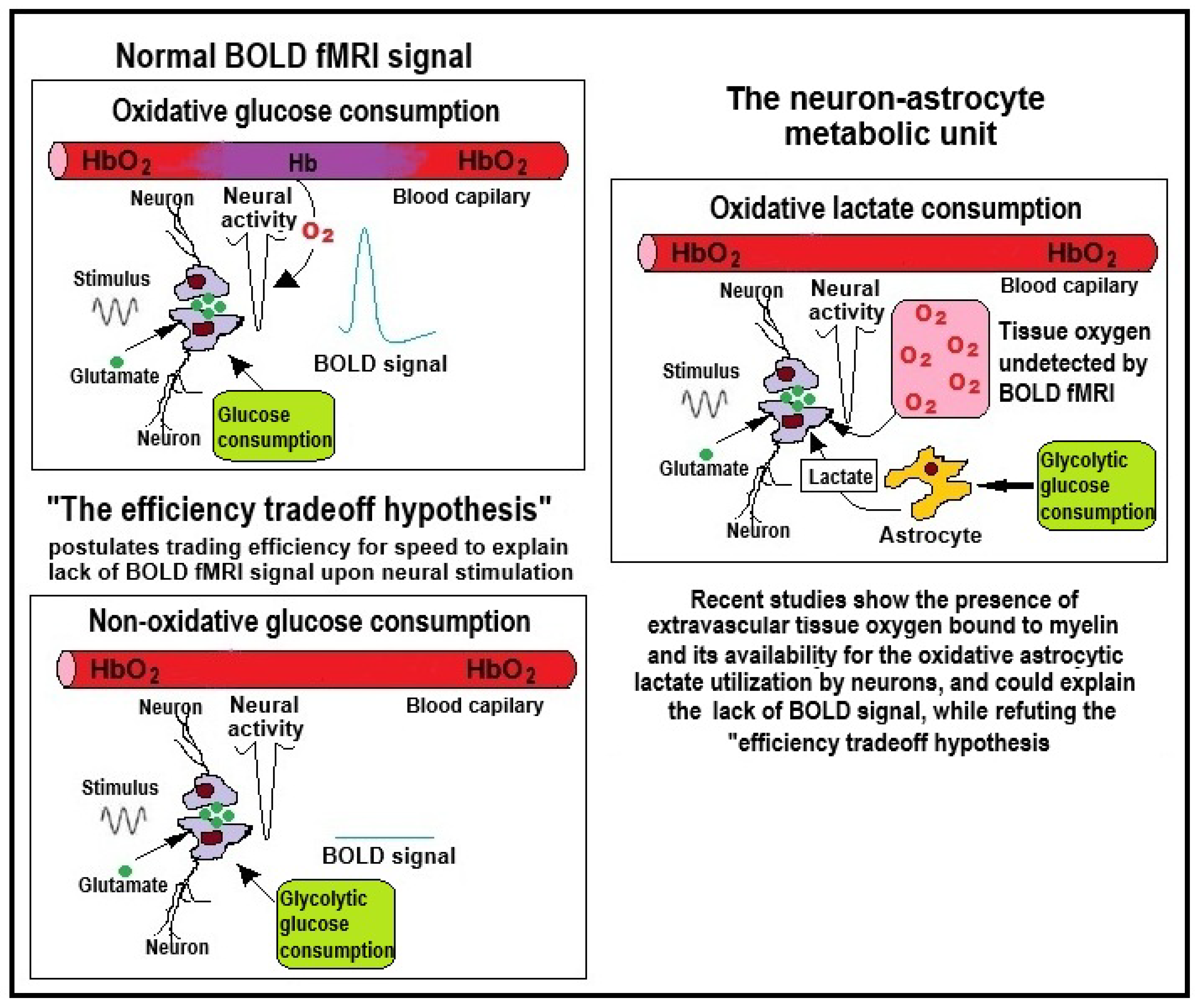 Neurosci 06 00126 g003 Neurosci 06 00126 g003