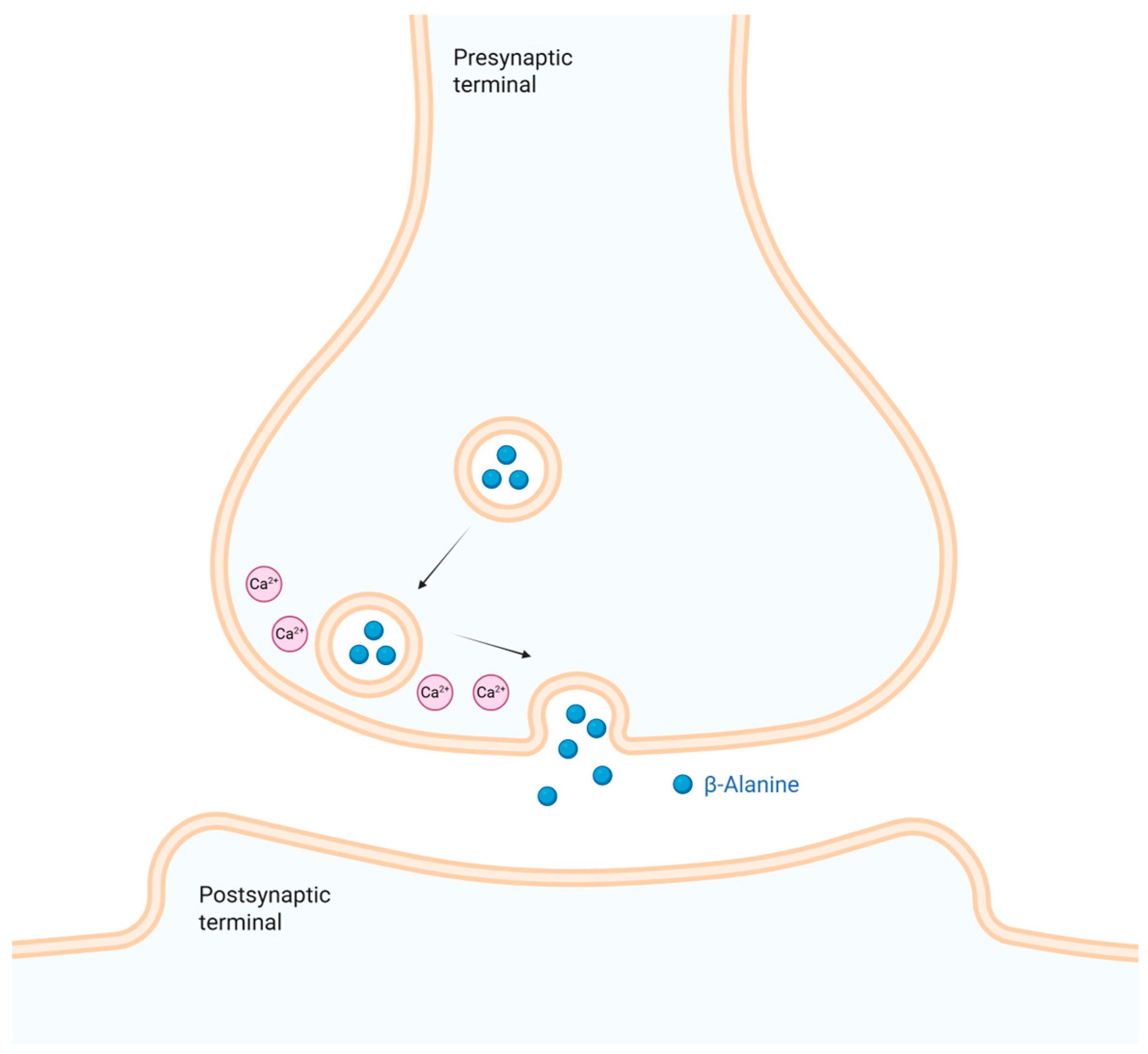 Neurosci 07 00013 g003