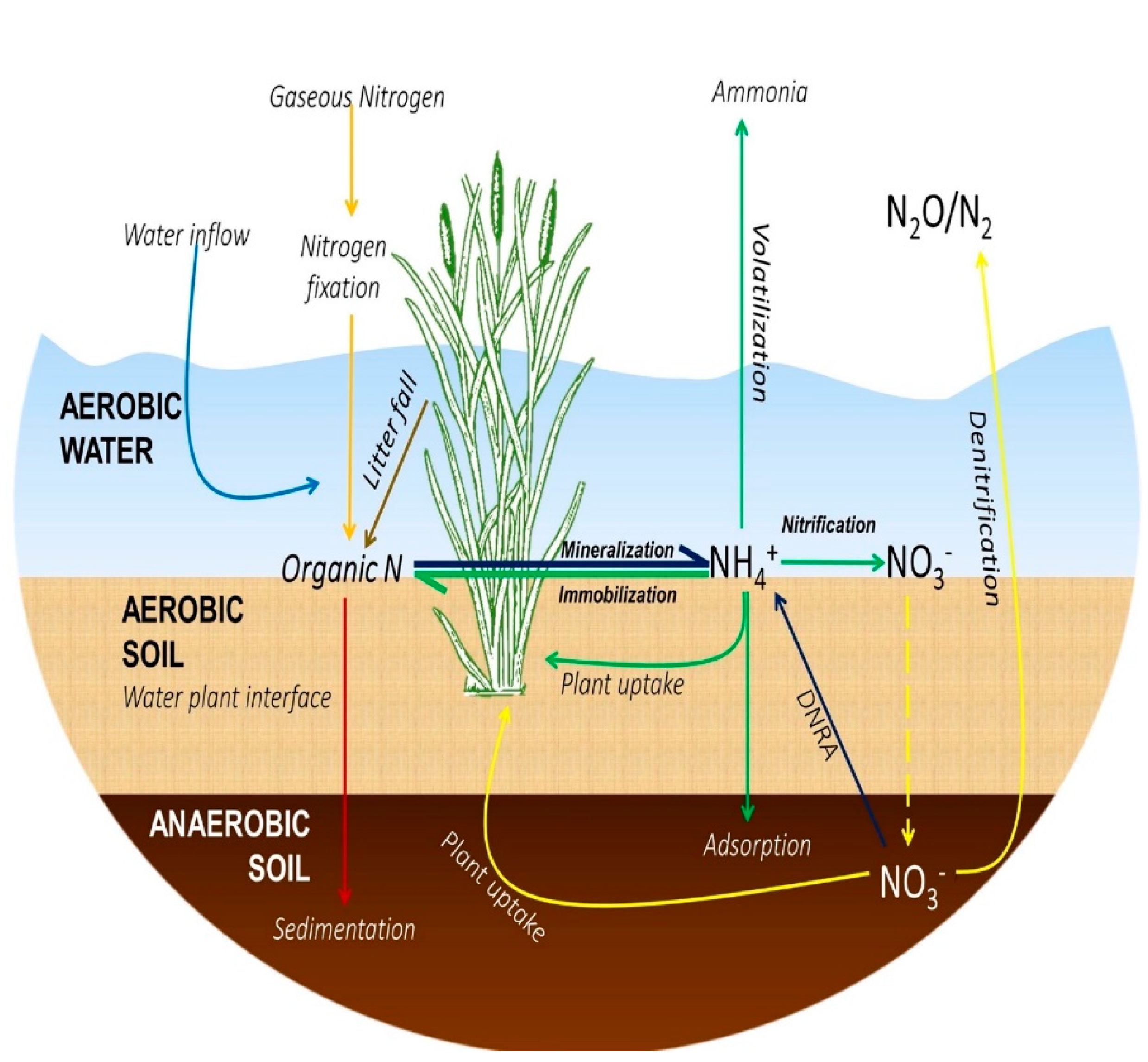 Nitrogen cycle fluxes (g N mm2 yr-') from wetlands classified according