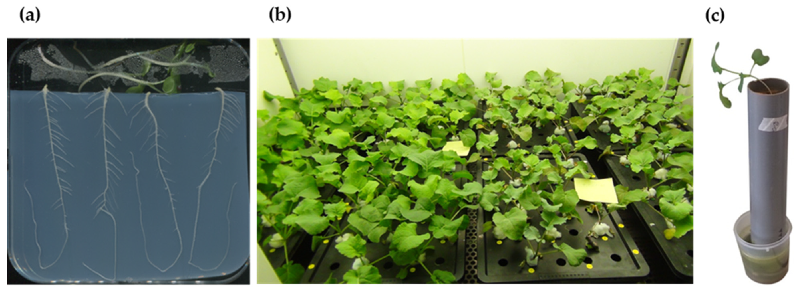 Nitrogen 02 00033 g001