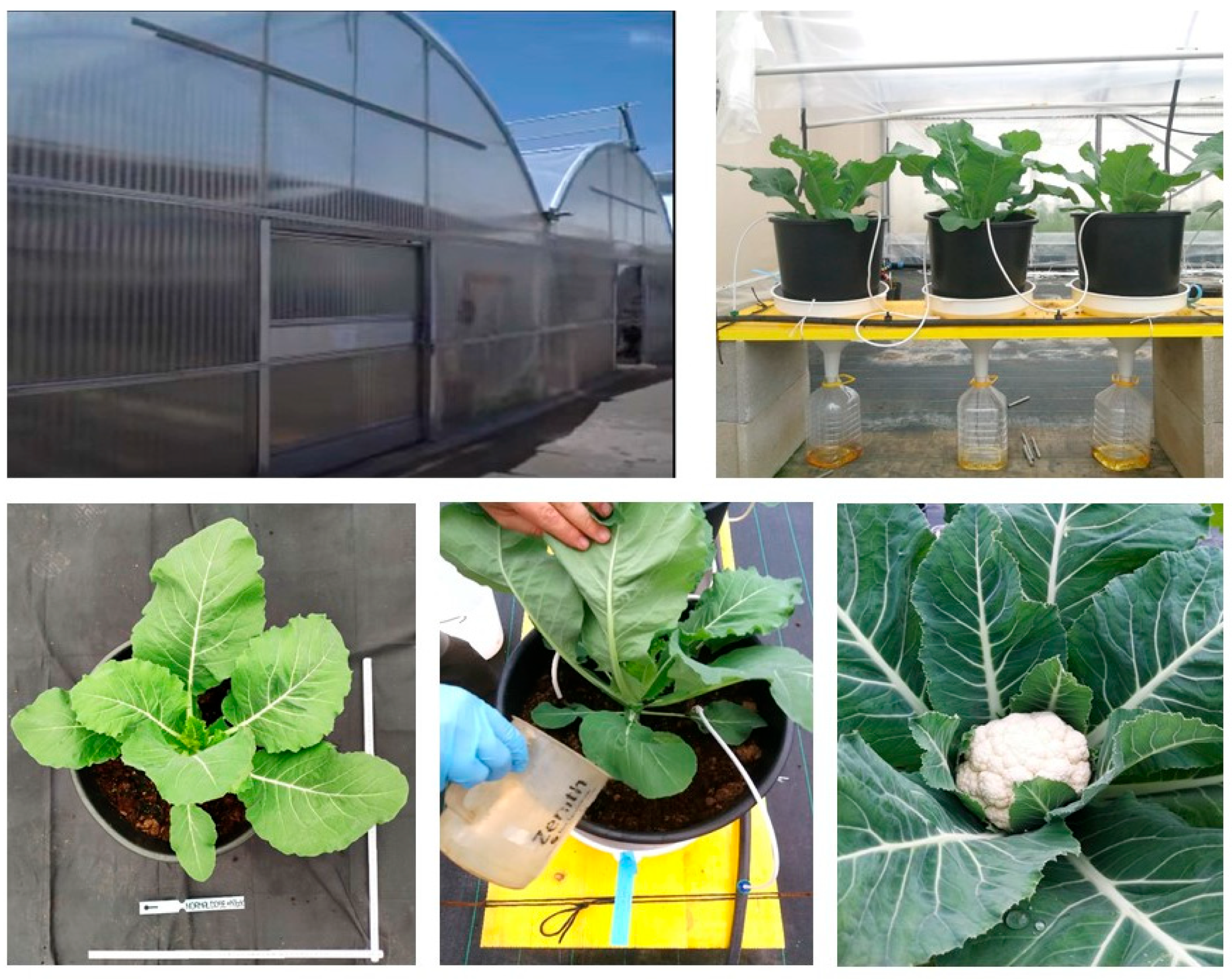 Nitrogen 06 00015 g002