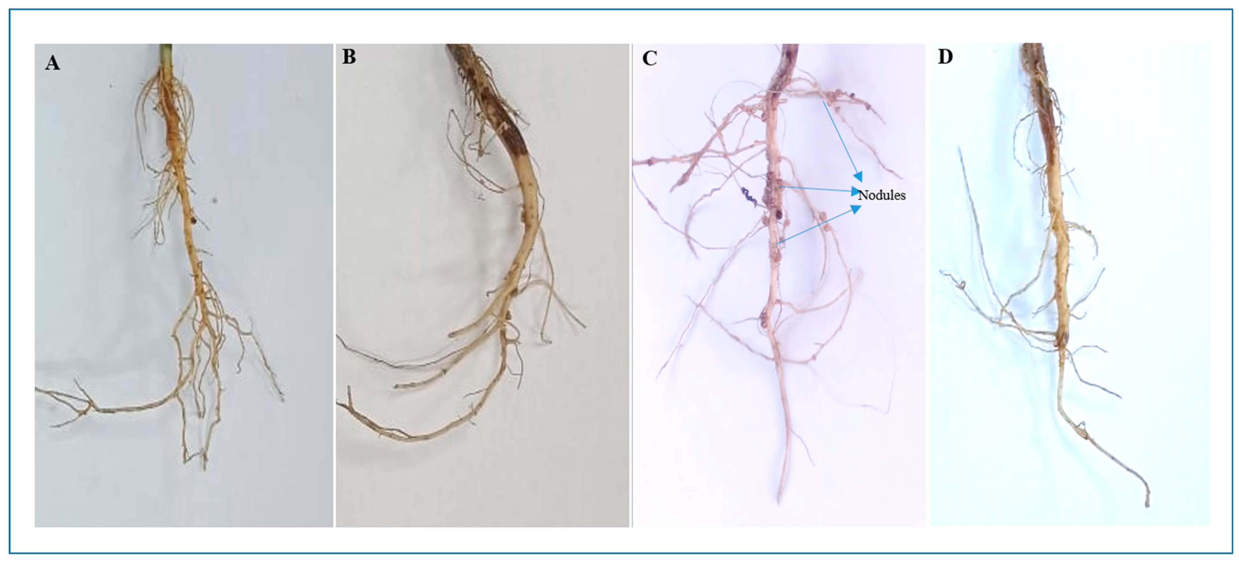 Nitrogen 06 00066 g005 Nitrogen 06 00066 g005