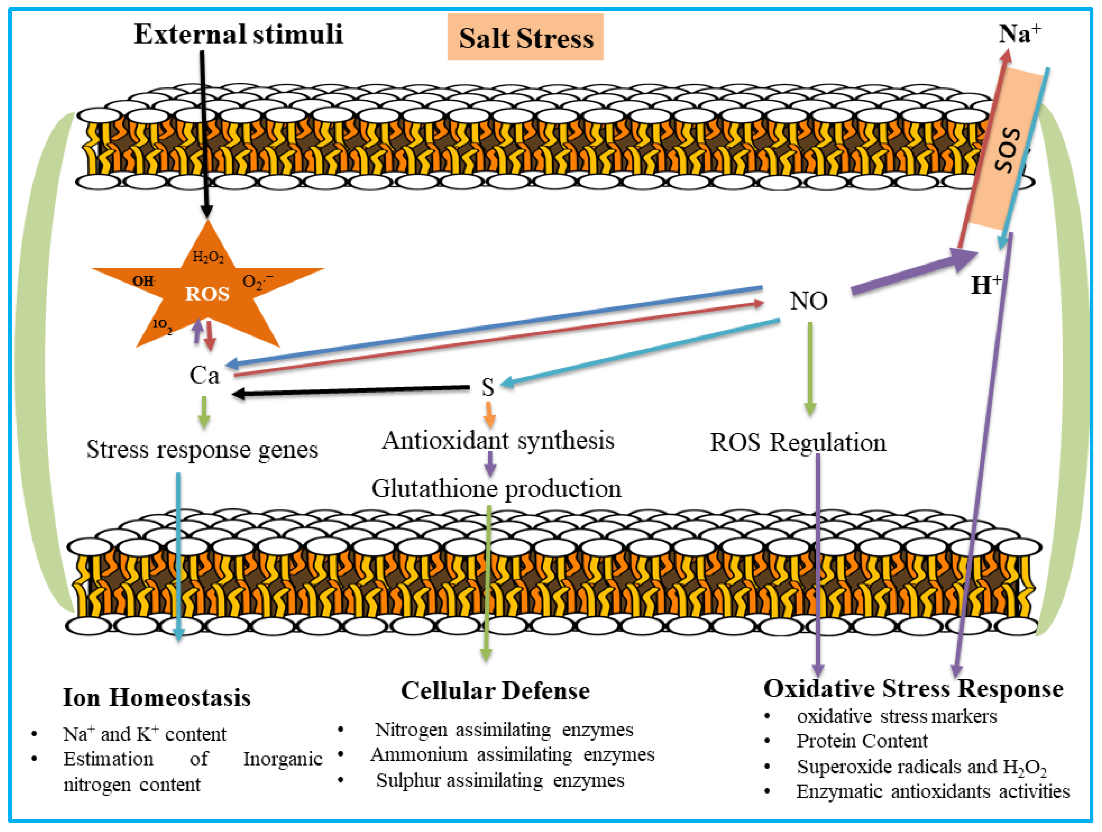 Nitrogen 06 00093 g011