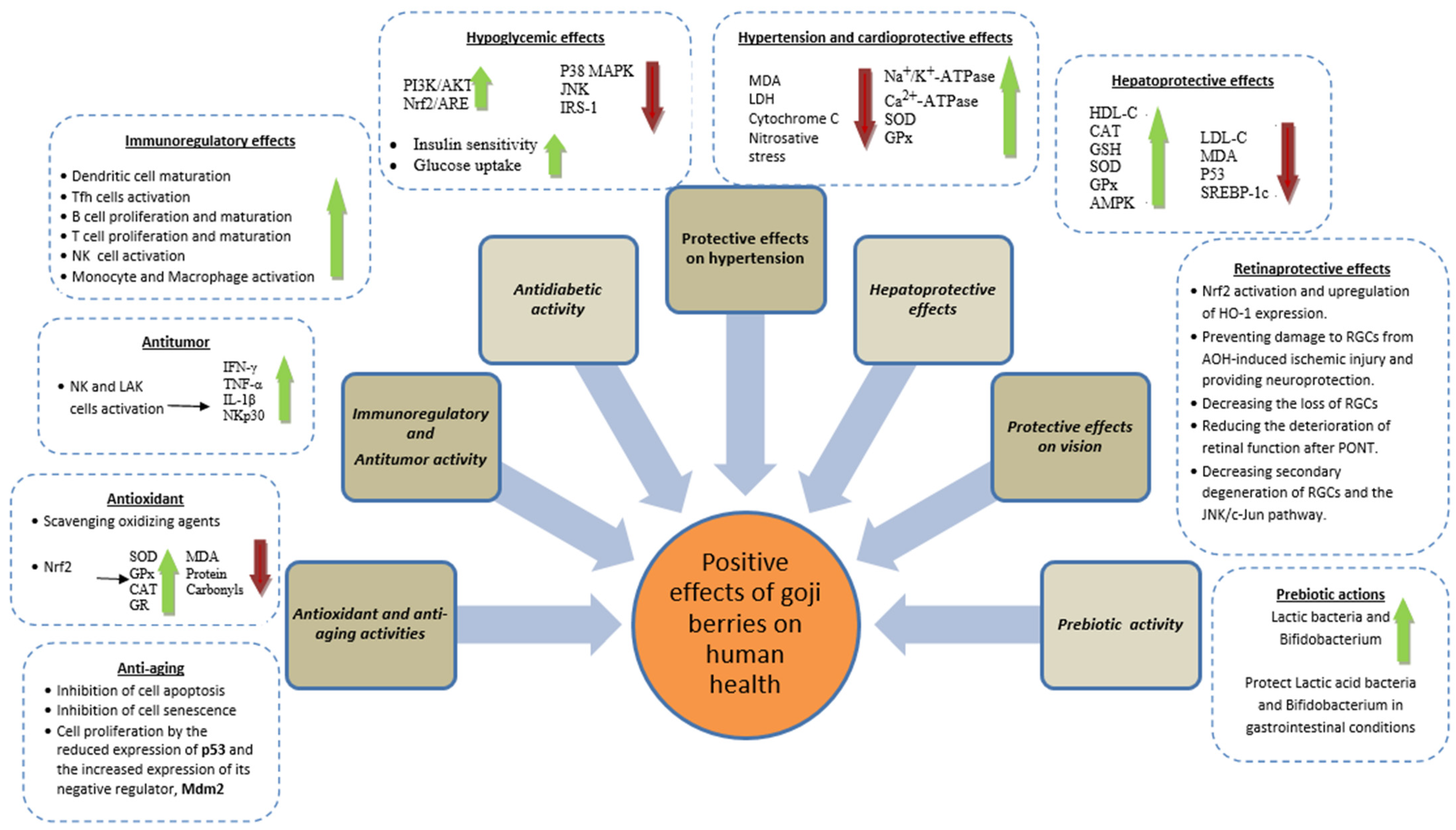 Figure 5 from Hepatoprotective effects of Lycium chinense Miller fruit and  its constituent betaine in CCl4-induced hepatic damage in rats.