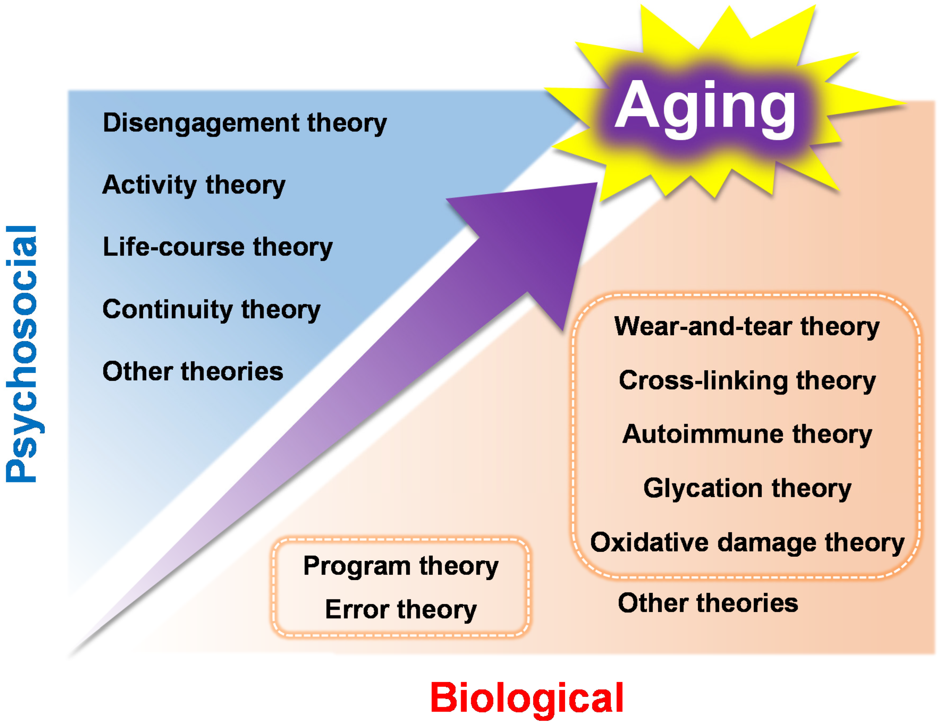 wear and tear theory of aging