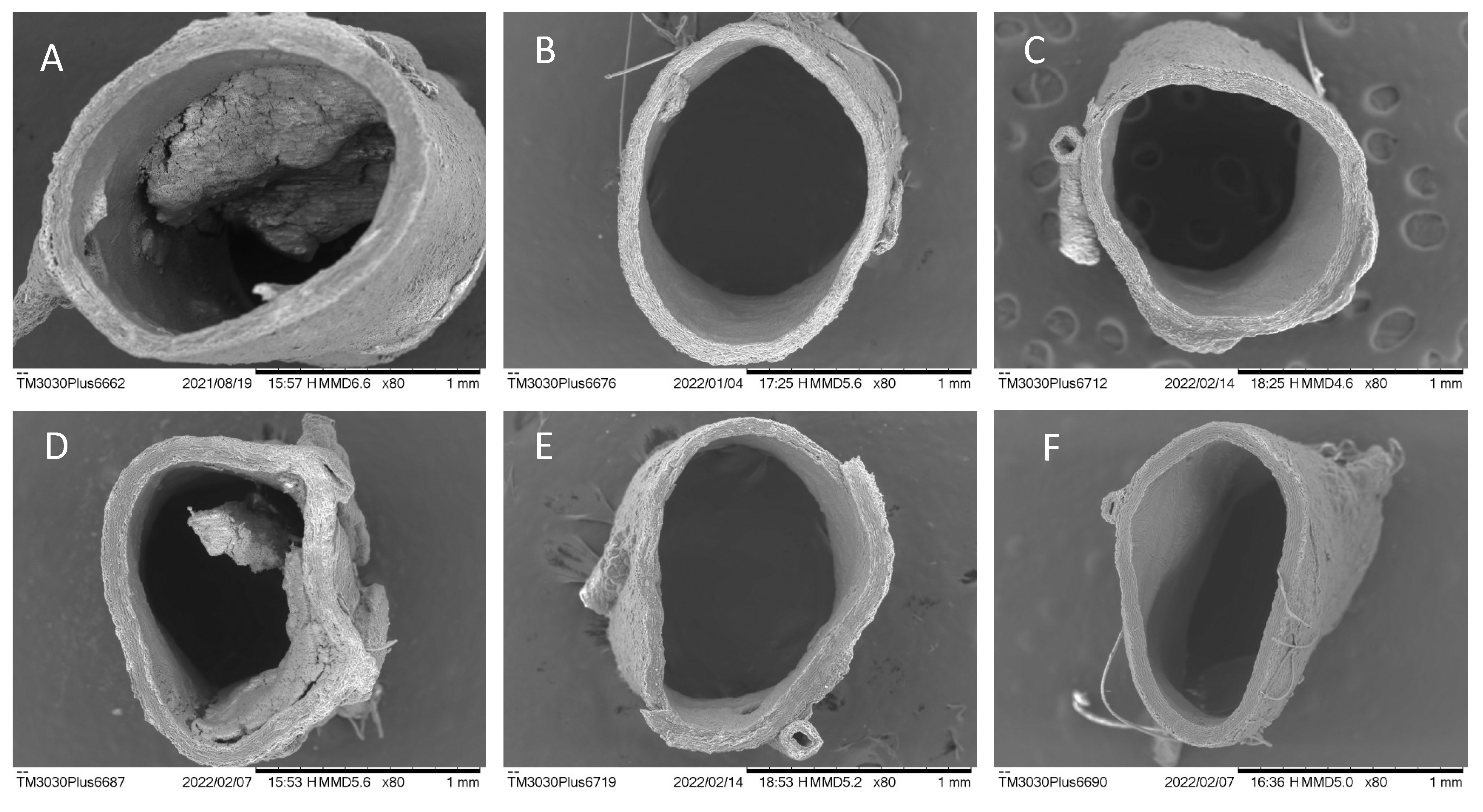 Nutraceuticals 02 00024 g003 Nutraceuticals 02 00024 g003