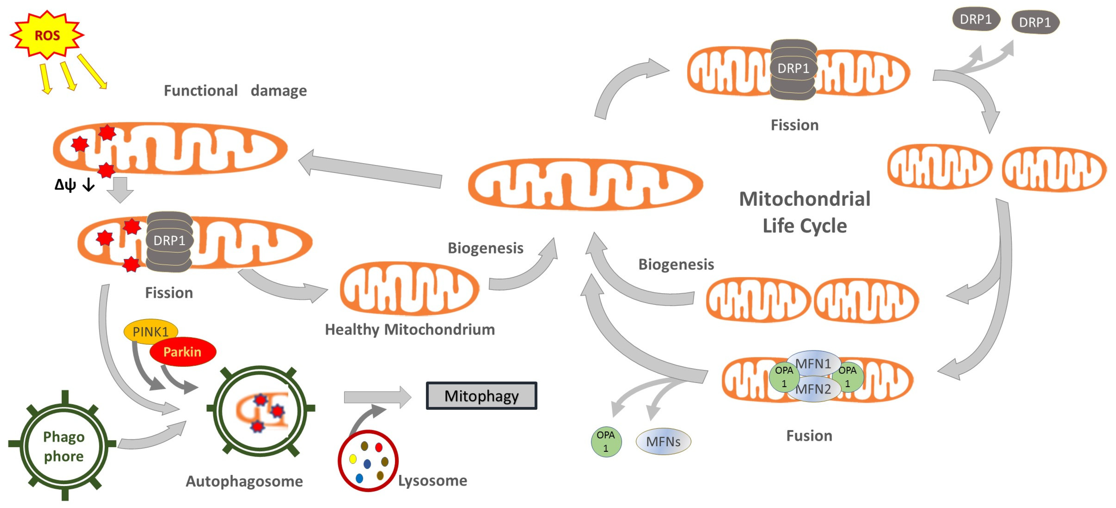 Nutraceuticals 03 00010 g001 Nutraceuticals 03 00010 g001