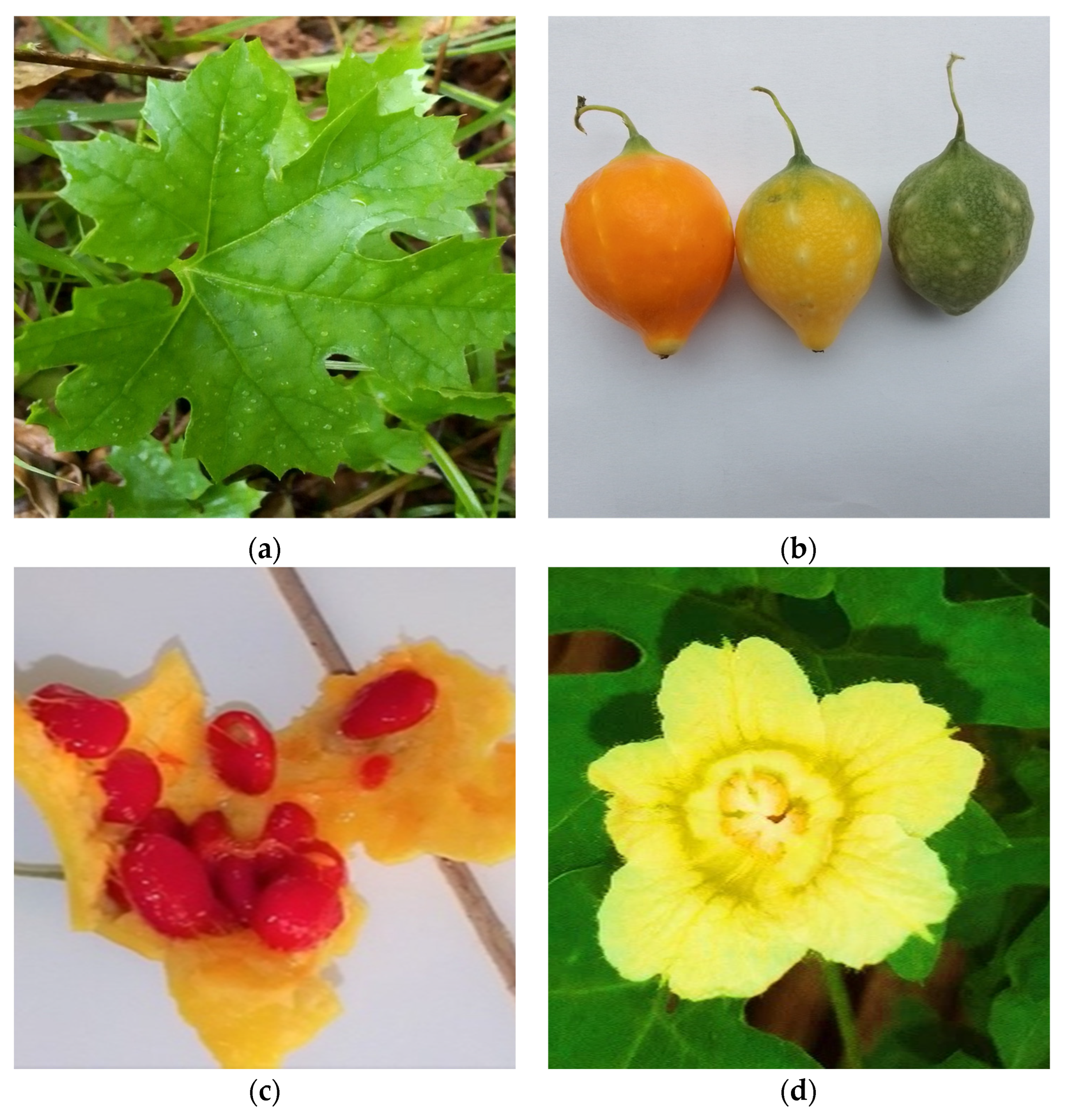 Nutraceuticals 03 00040 g001 Nutraceuticals 03 00040 g001