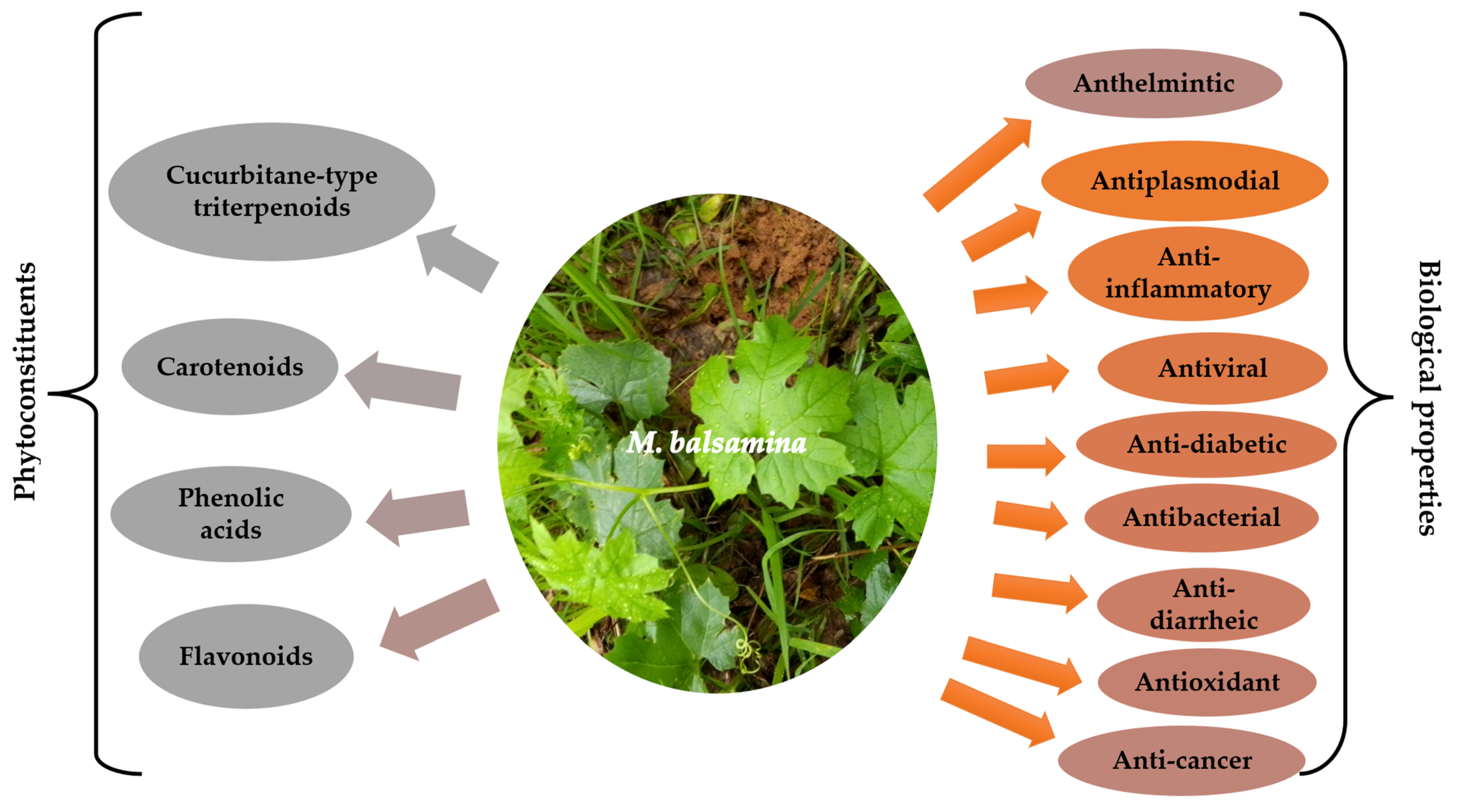 Nutraceuticals 03 00040 g003 Nutraceuticals 03 00040 g003