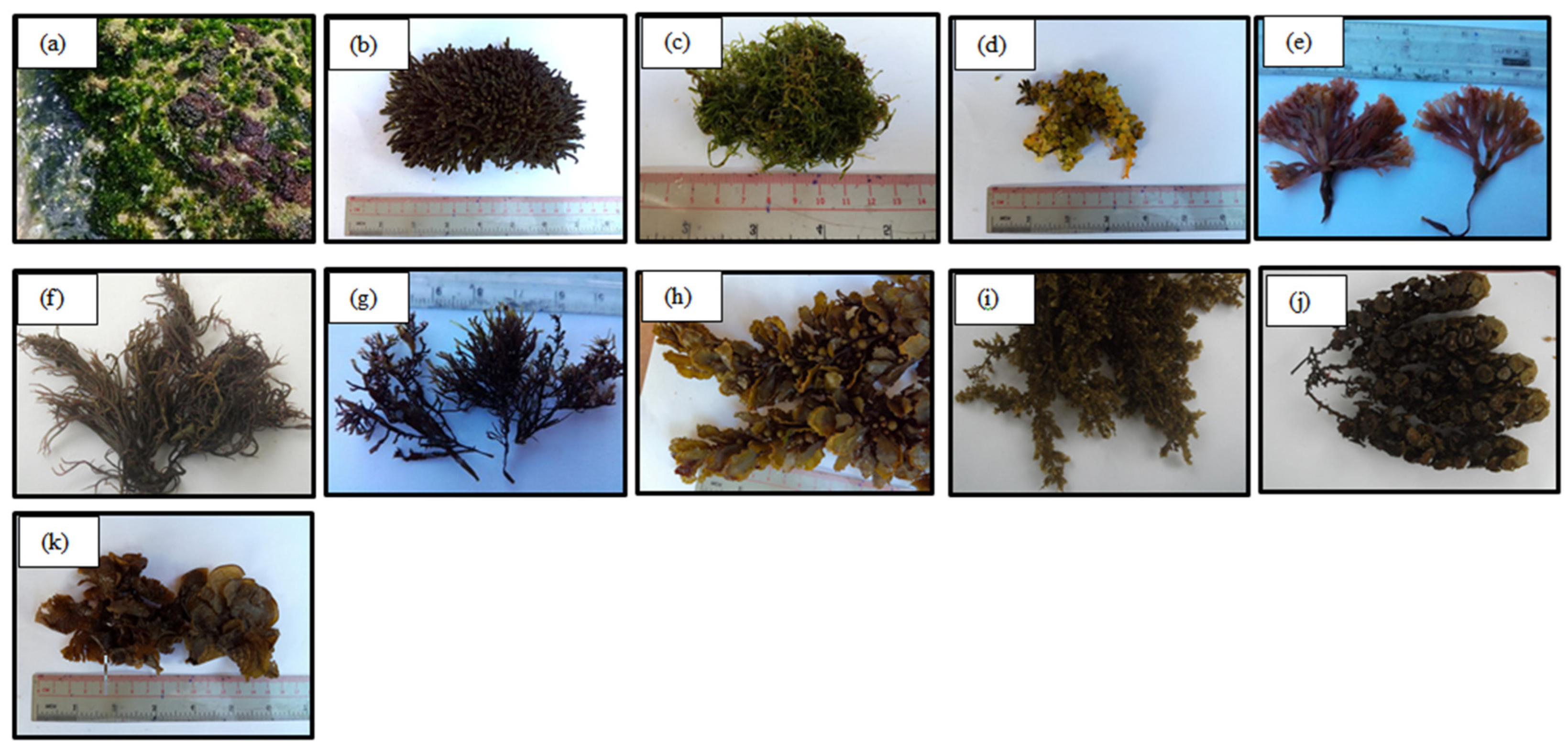 Nutraceuticals 04 00004 g001