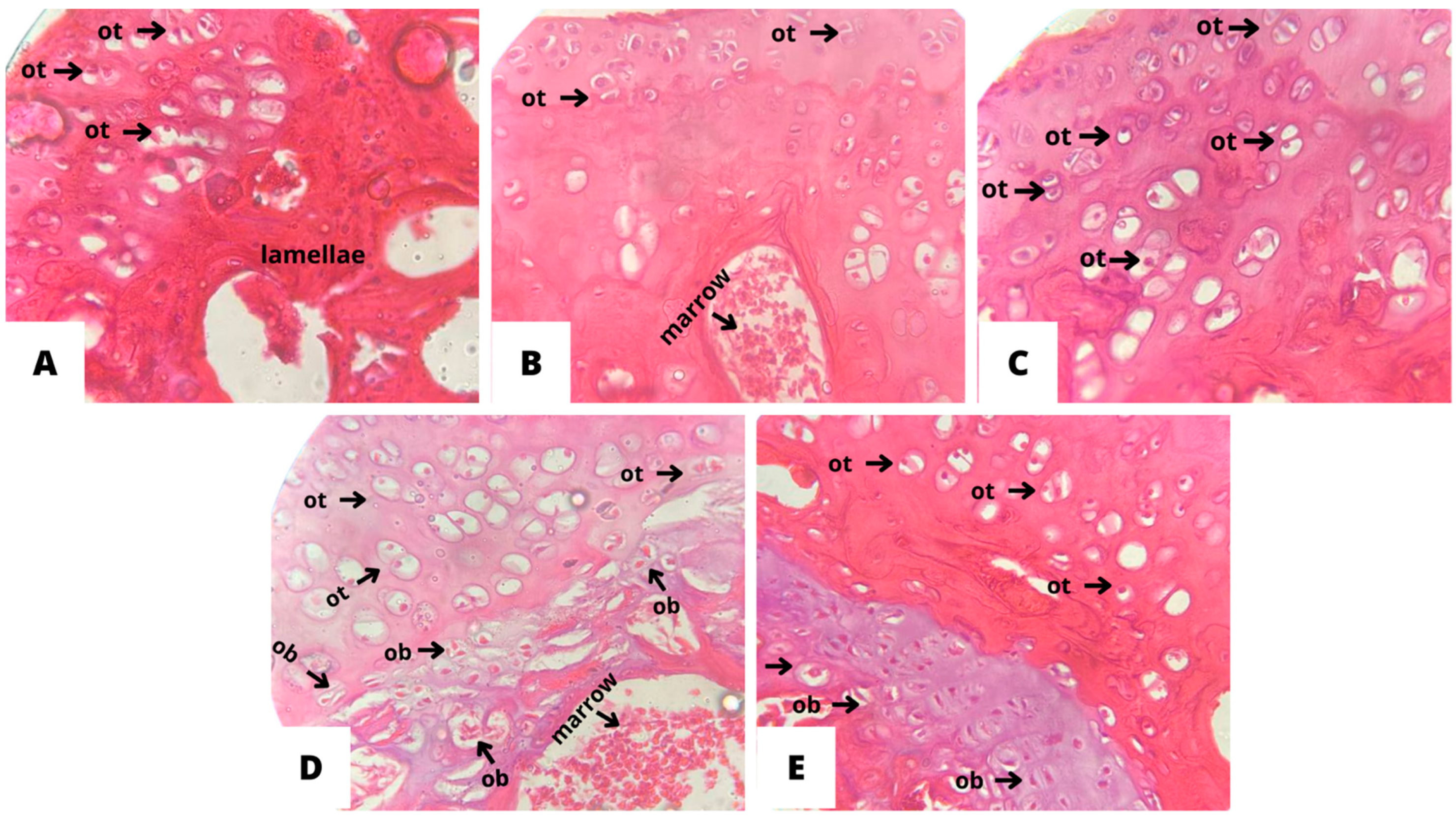 Nutraceuticals 04 00010 g007