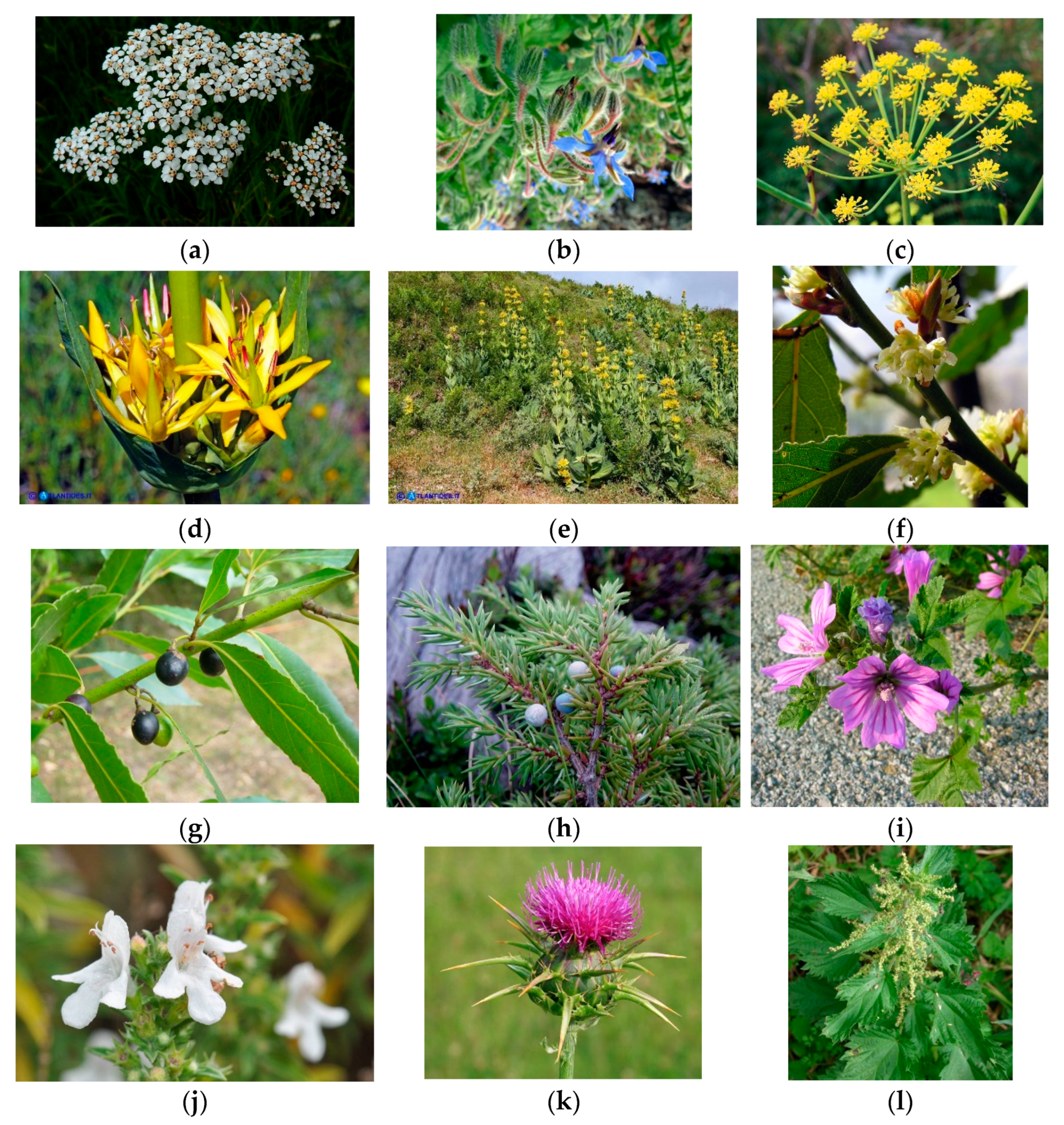 Nutraceuticals 04 00013 g002 Nutraceuticals 04 00013 g002