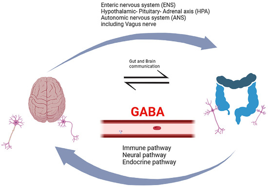 The Effect of GABA on the Nervous System: