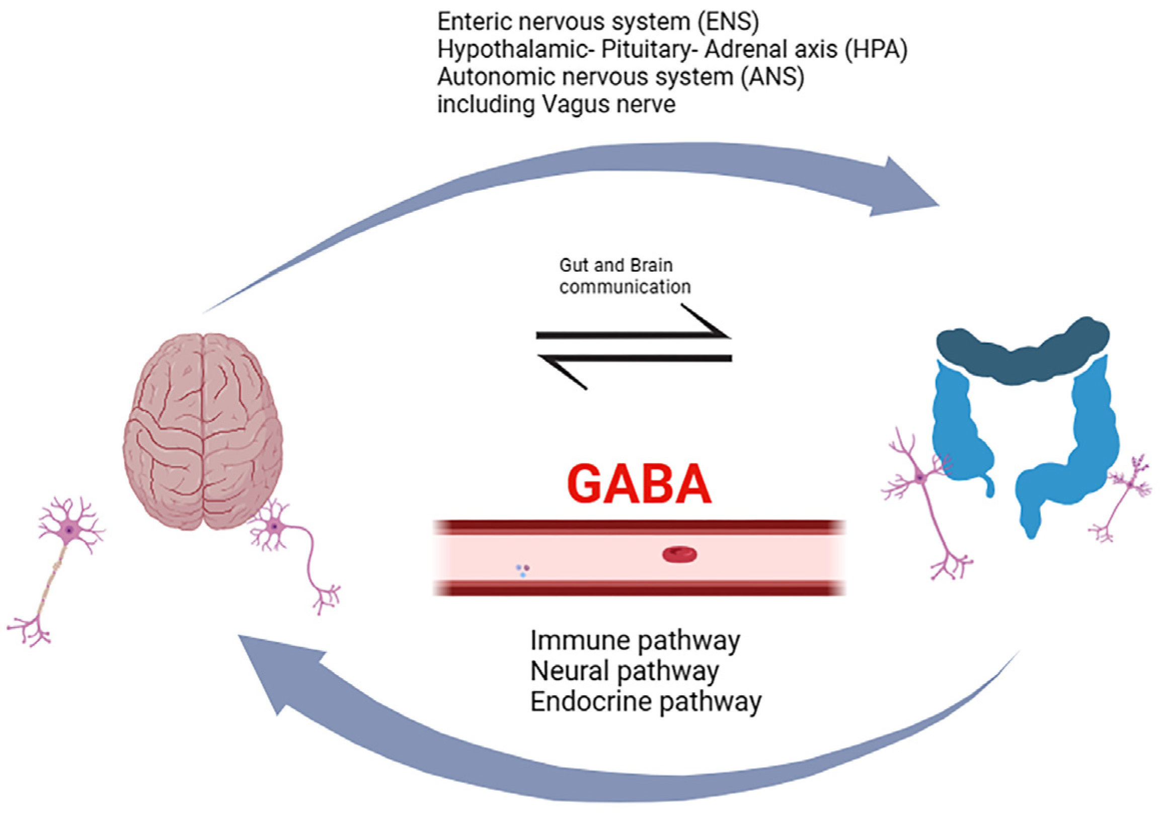 The Effect of Oral GABA on the Nervous System: Potential for 