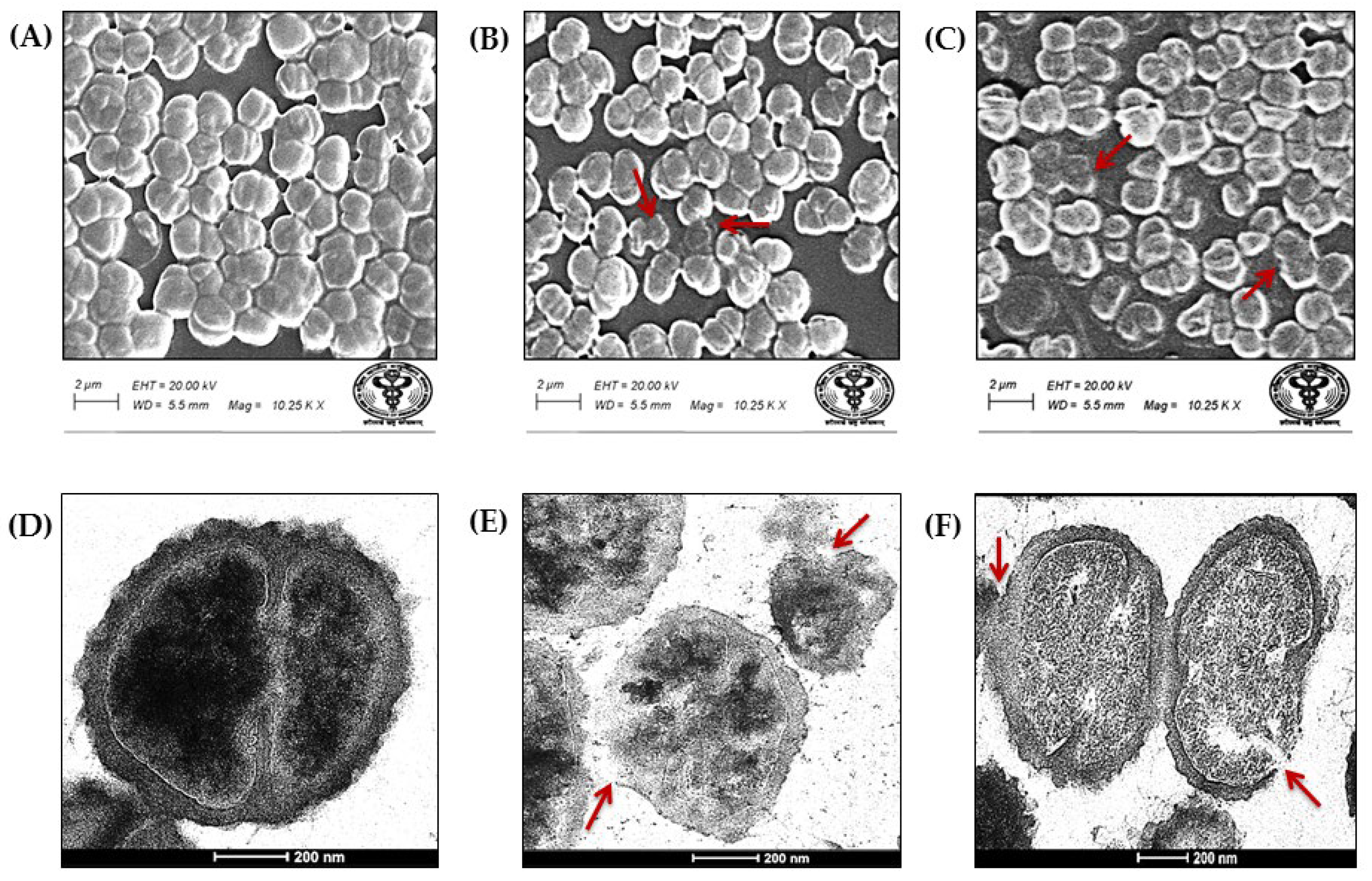 Nutraceuticals 05 00033 g005 Nutraceuticals 05 00033 g005
