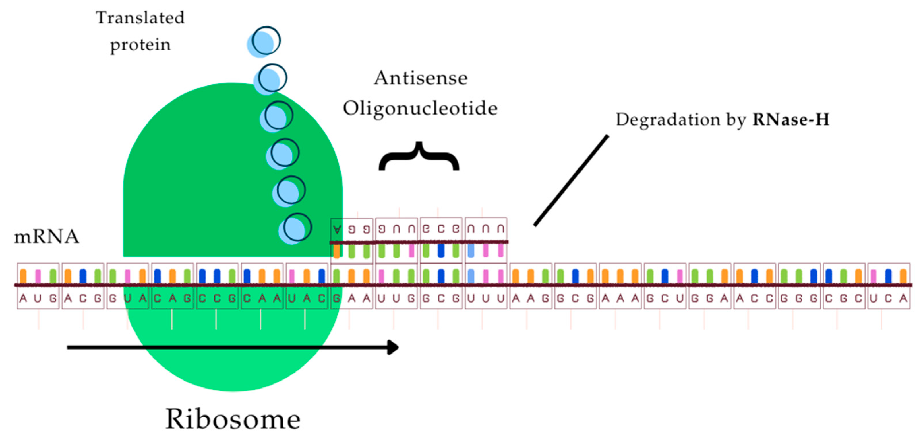 Nutraceuticals 05 00037 g004