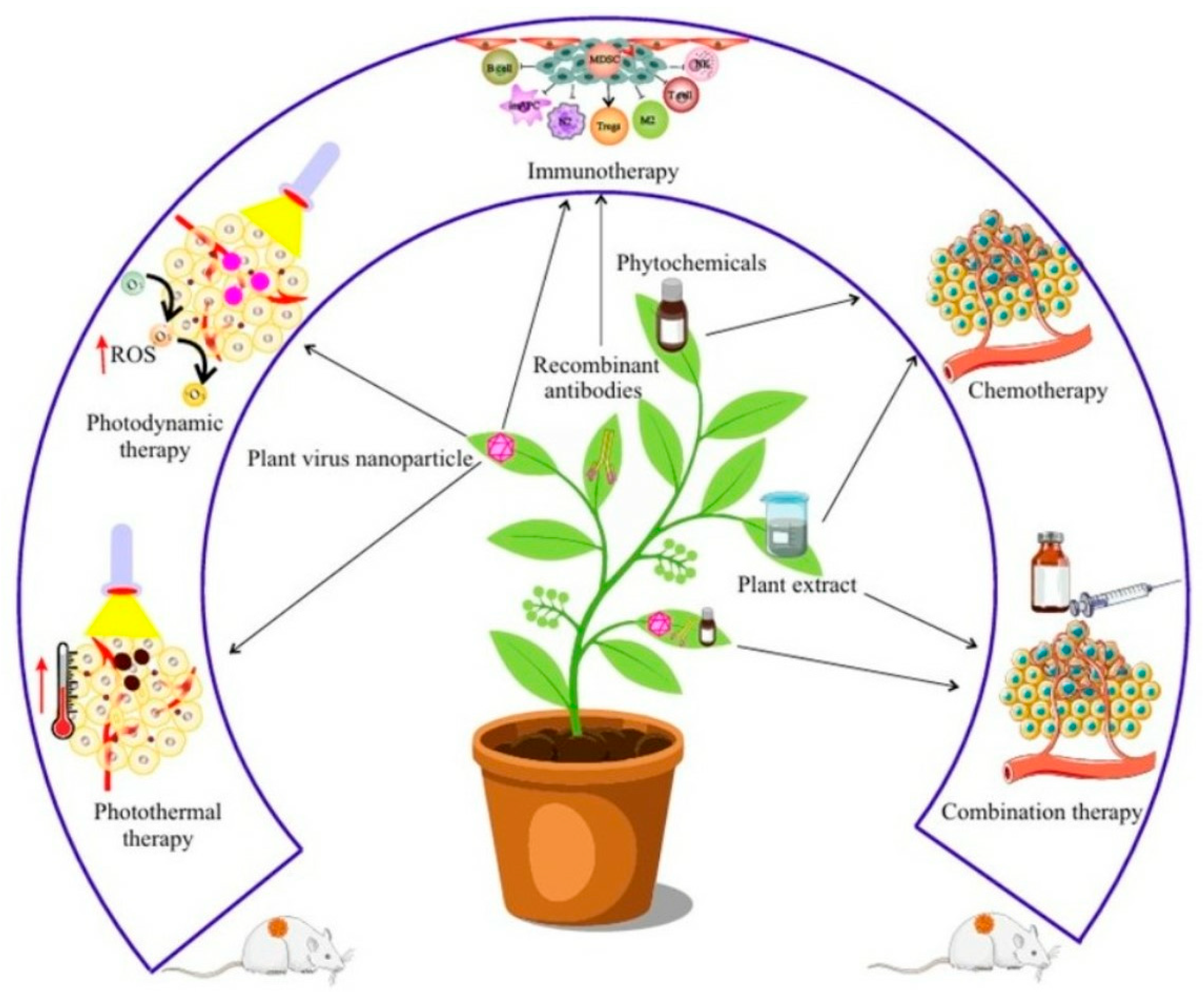 Nutraceuticals 05 00037 g009