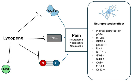 The Role and Safety of Plant-Derived Nutraceuticals as Adjuvant ...