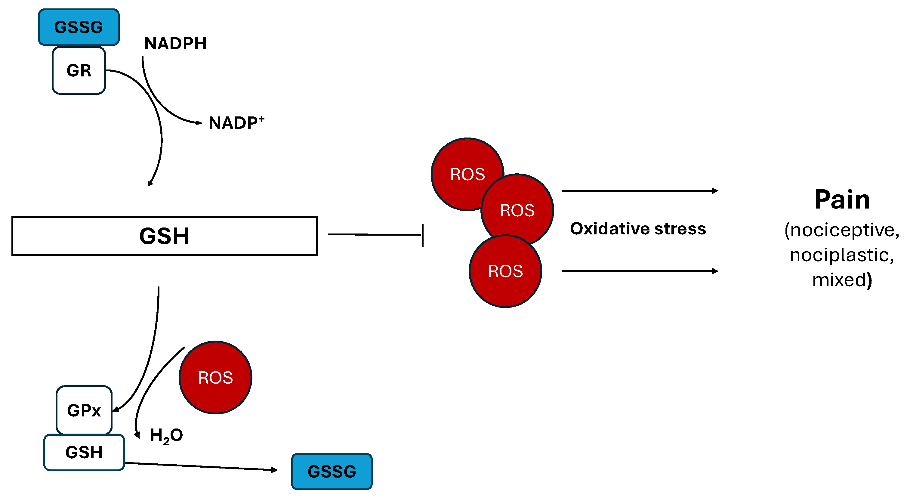 Nutraceuticals 05 00038 g002 Nutraceuticals 05 00038 g002