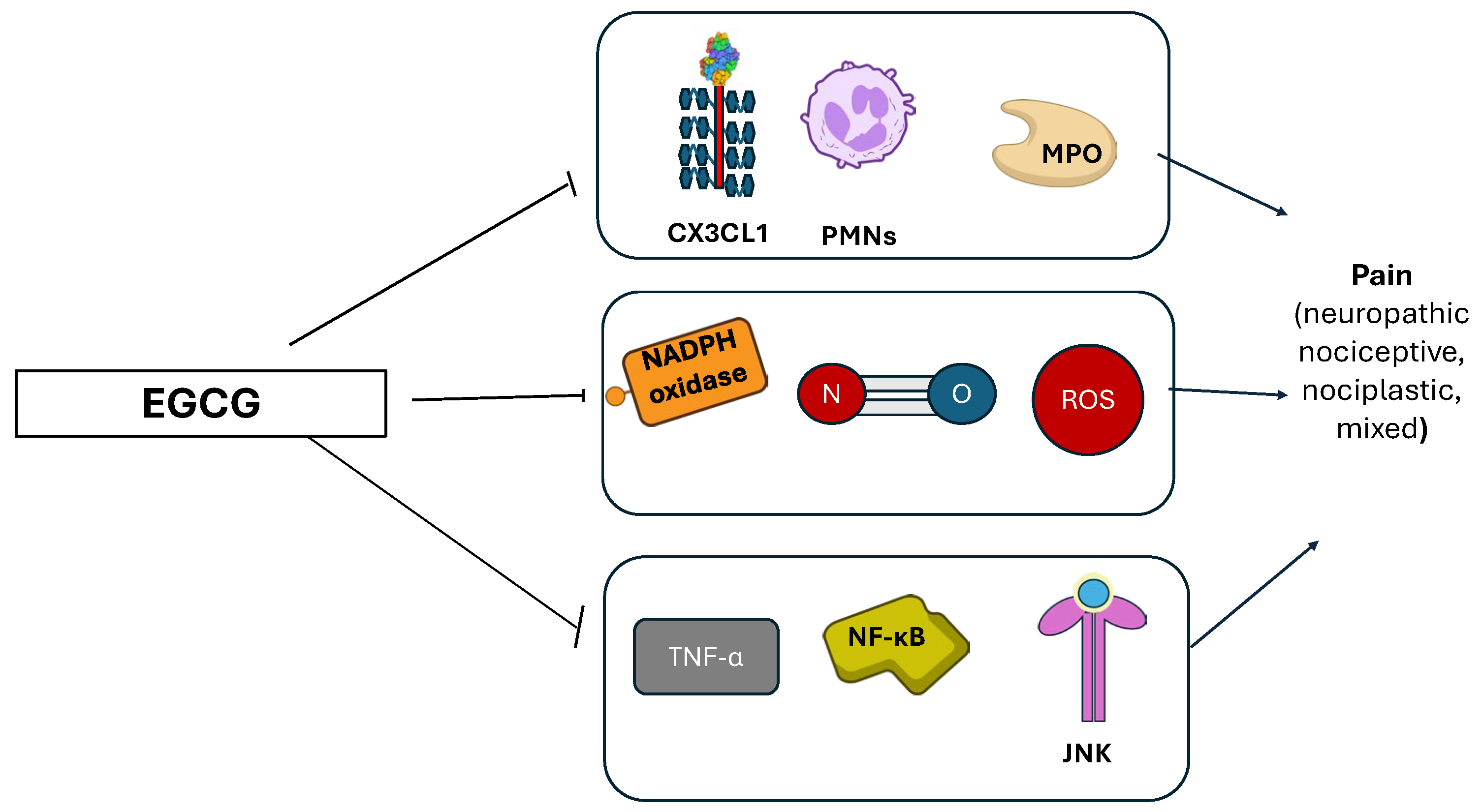 Nutraceuticals 05 00038 g006 Nutraceuticals 05 00038 g006