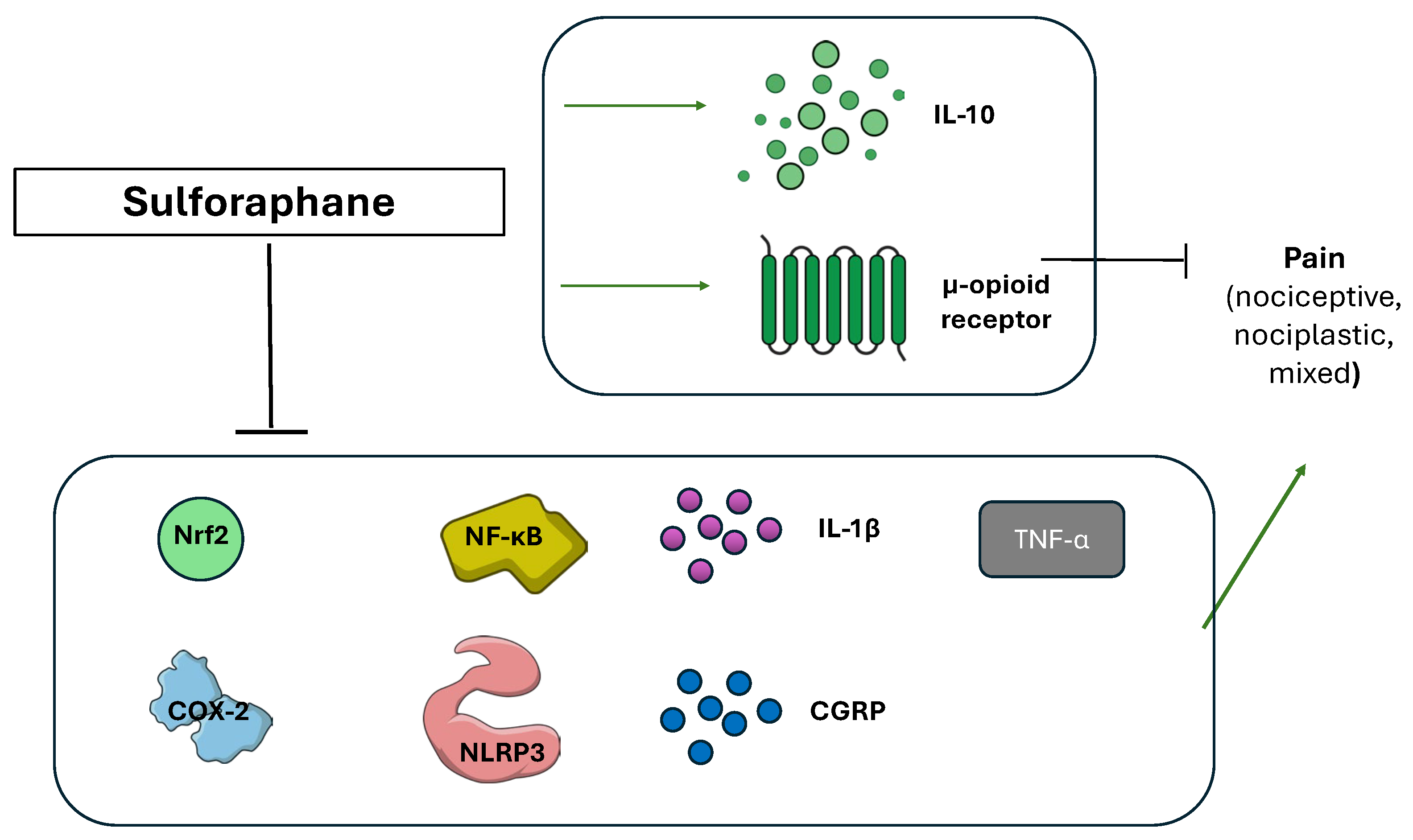 Nutraceuticals 05 00038 g007 Nutraceuticals 05 00038 g007