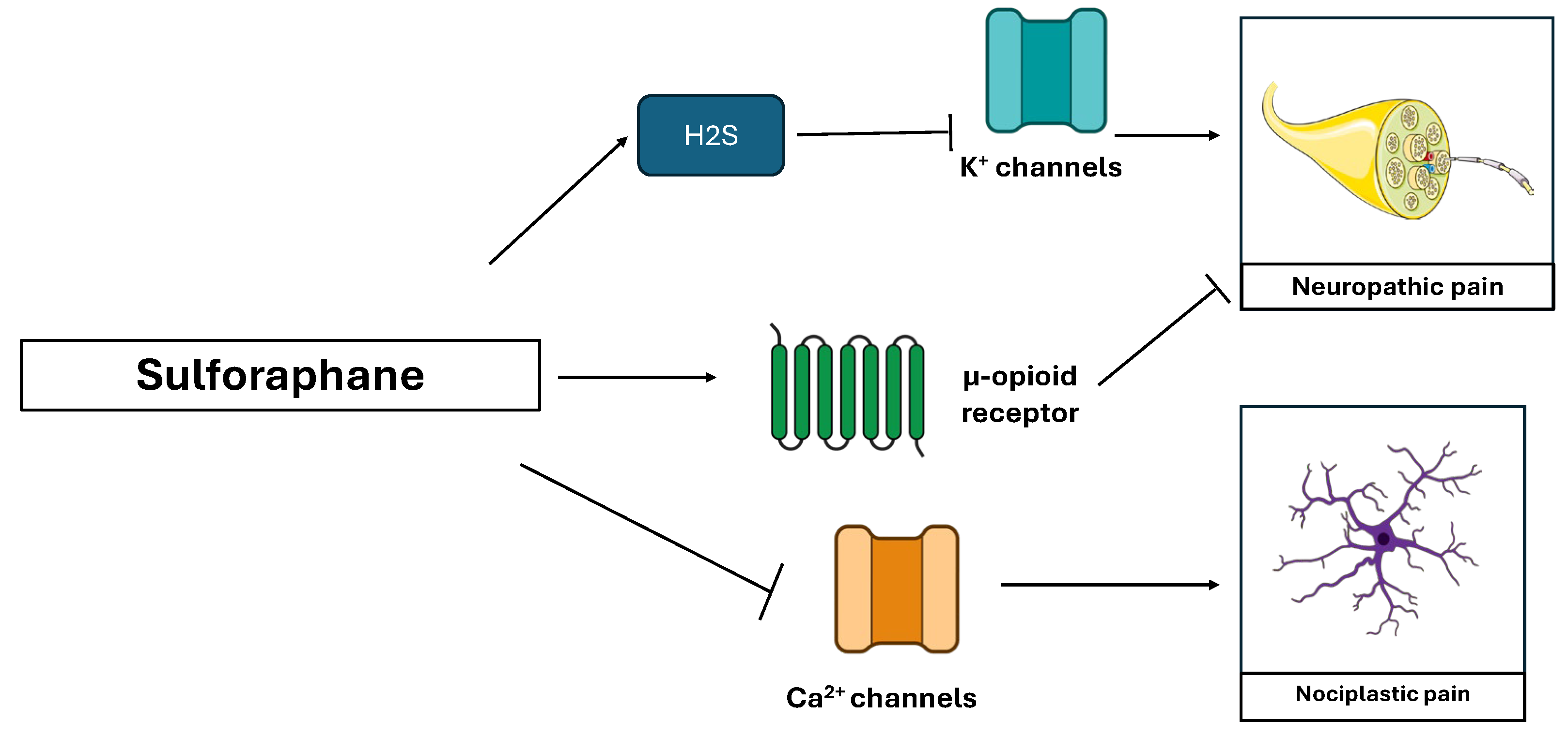 Nutraceuticals 05 00038 g008 Nutraceuticals 05 00038 g008
