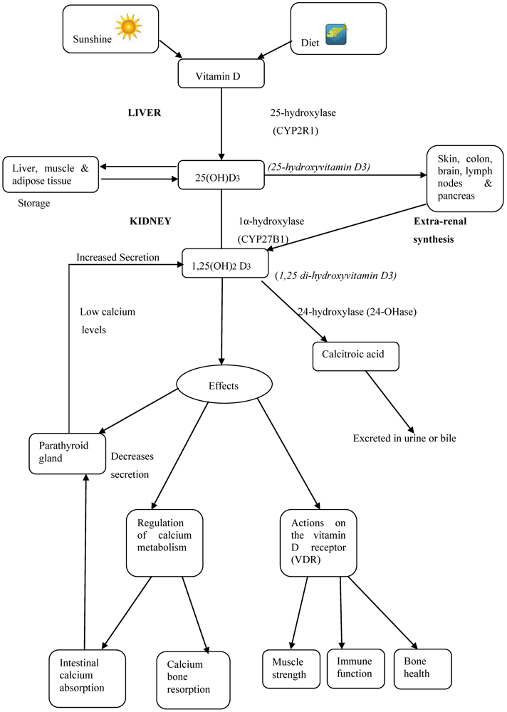 Nutrients 02 00693 g001