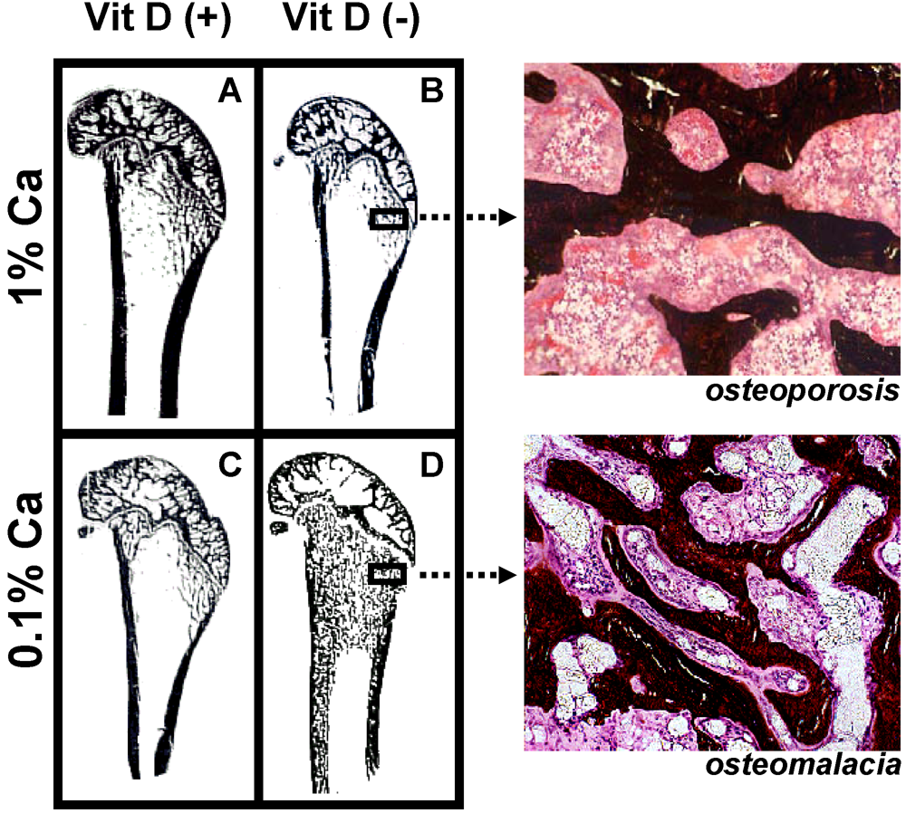 Nutrients 02 01026 g003