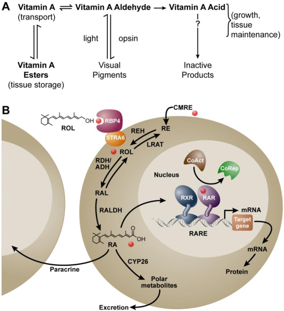 Nutrients 03 00385 g001 1024