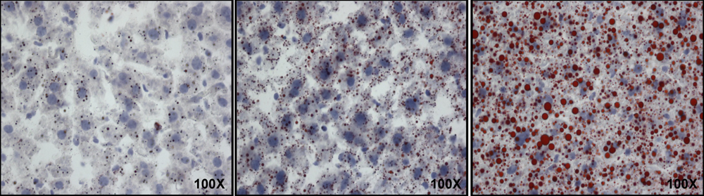 Nutrients 03 00987 g001