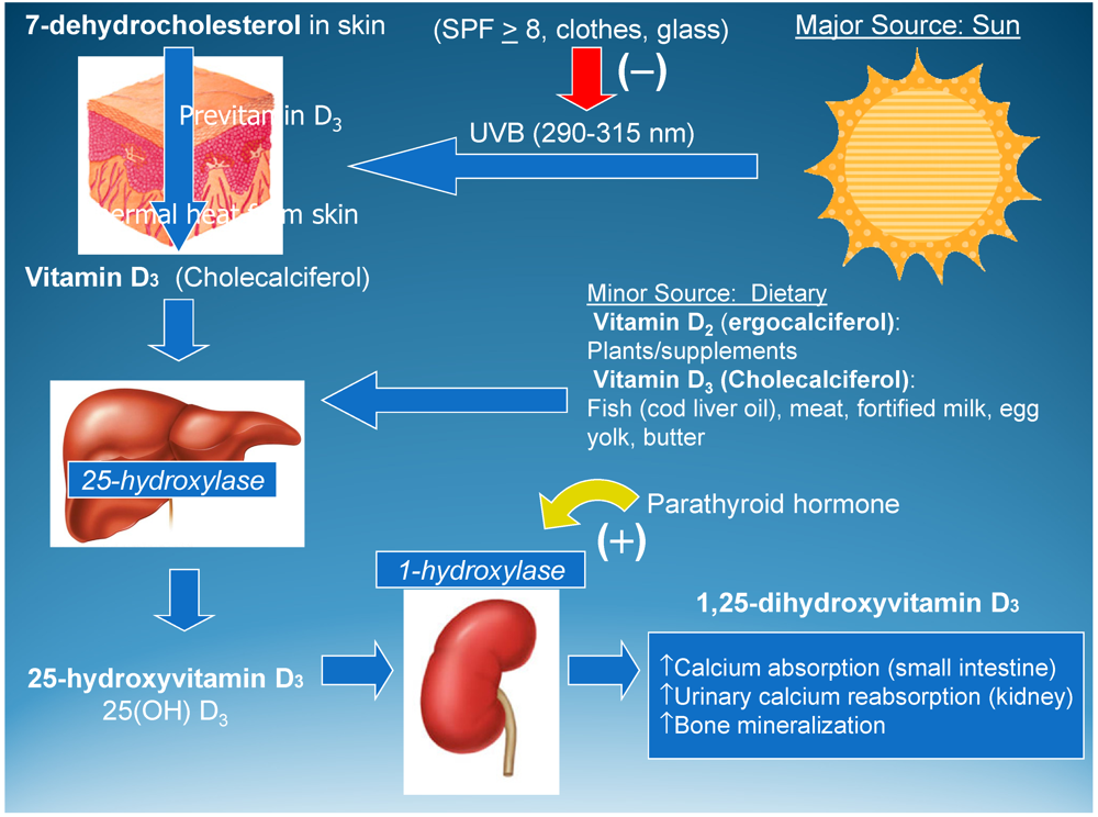 Nutrients Free Full Text Vitamin D And Its Role During Pregnancy In Attaining Optimal Health 