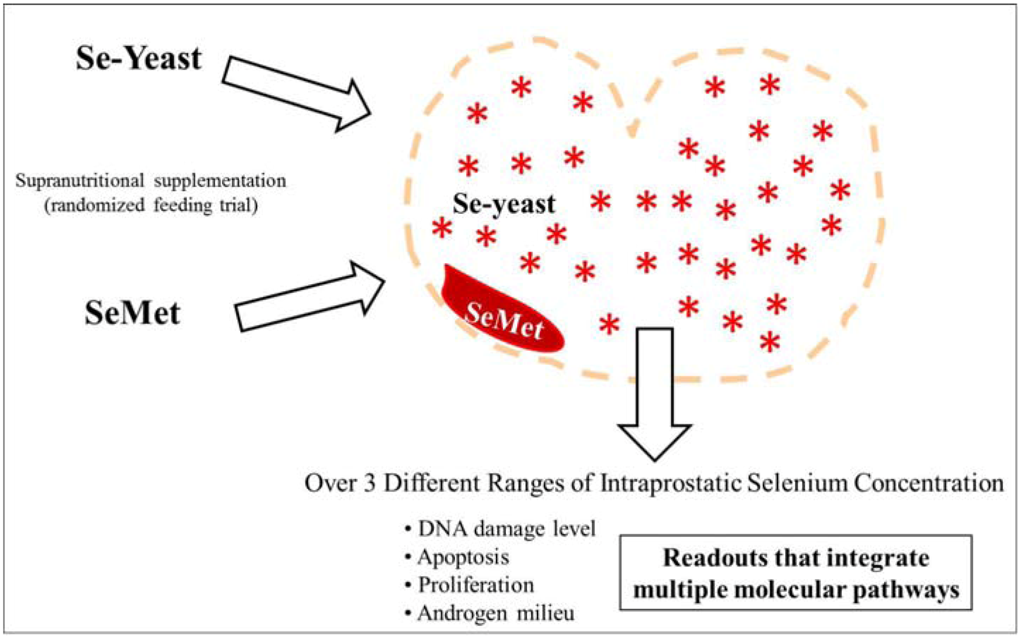 Selenium Yeast For Heart